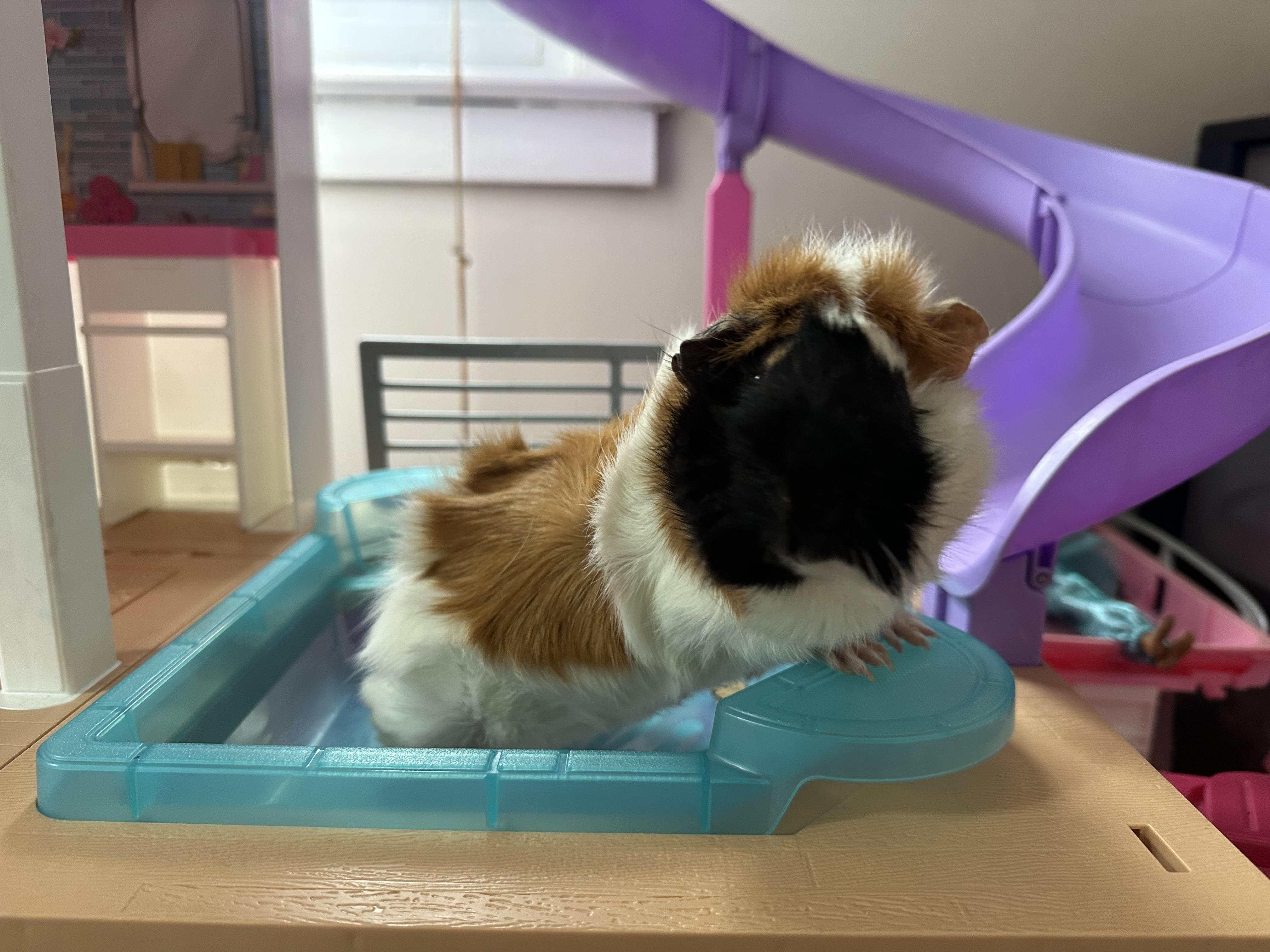 Enlarge Zoey and Valentina , an adopted mixed breed in Howell, NJ image 2/3