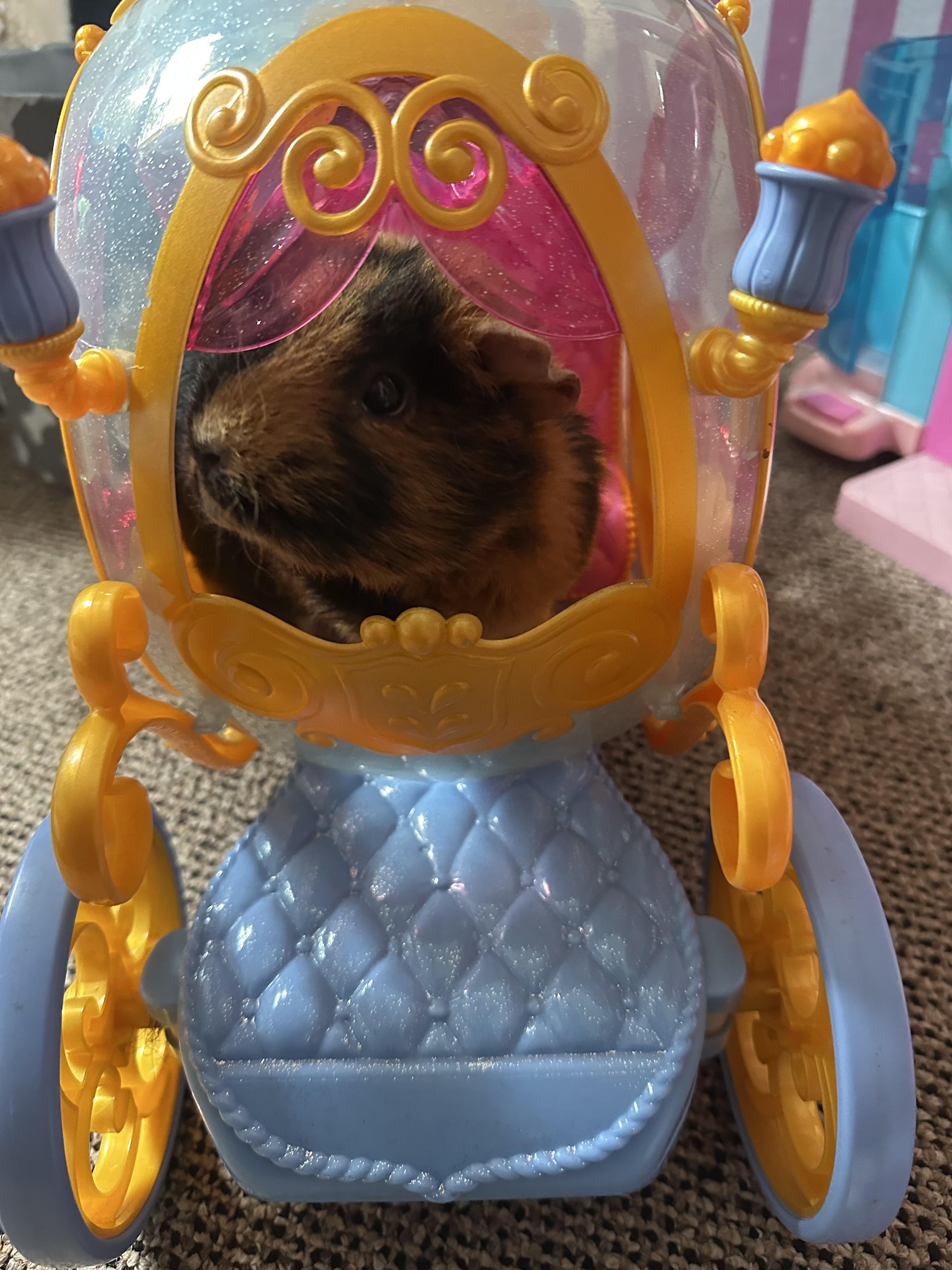 Enlarge Zoey and Valentina , an adopted mixed breed in Howell, NJ image 3/3