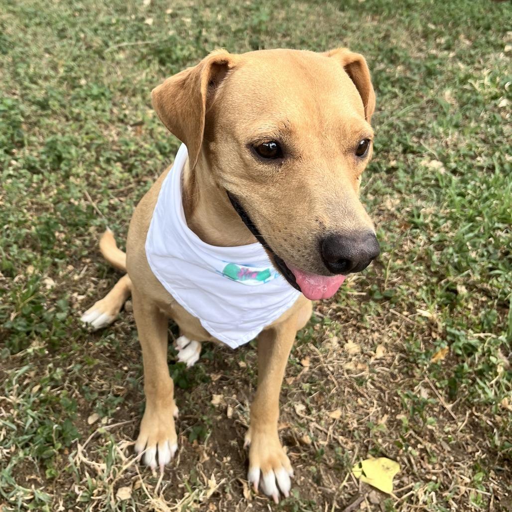 Ginger, Adoptable, Adult Female Labrador Retriever & Mixed Breed.