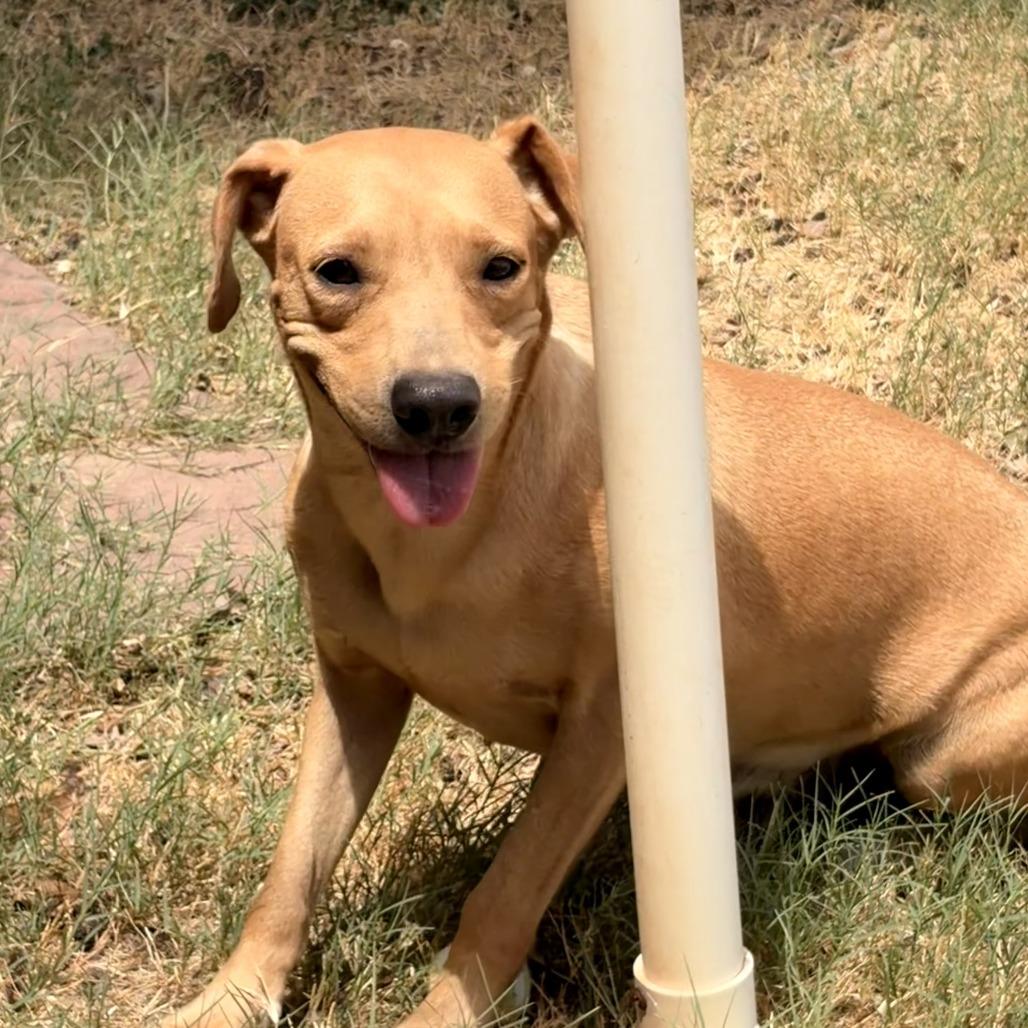 Enlarge Ginger, a Adoptable mixed breed in Laredo, TX image 2/4