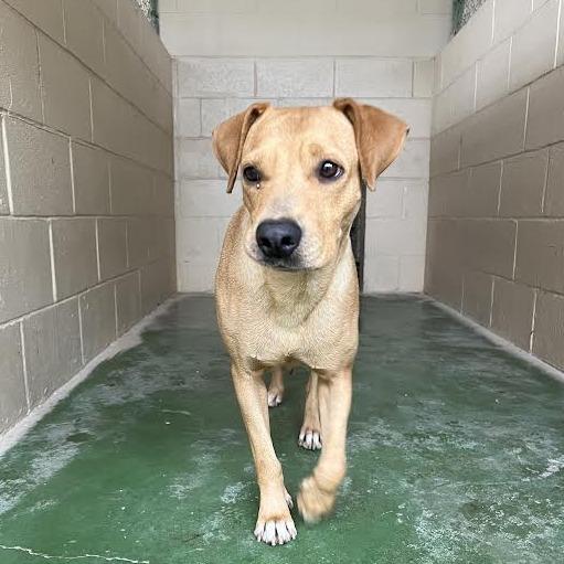 Ginger, Adoptable, Adult Female Labrador Retriever & Mixed Breed.