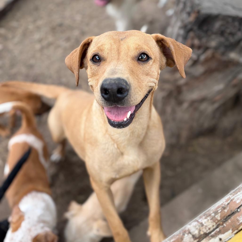 Ginger, a Adoptable mixed breed in Laredo, TX image 2/3