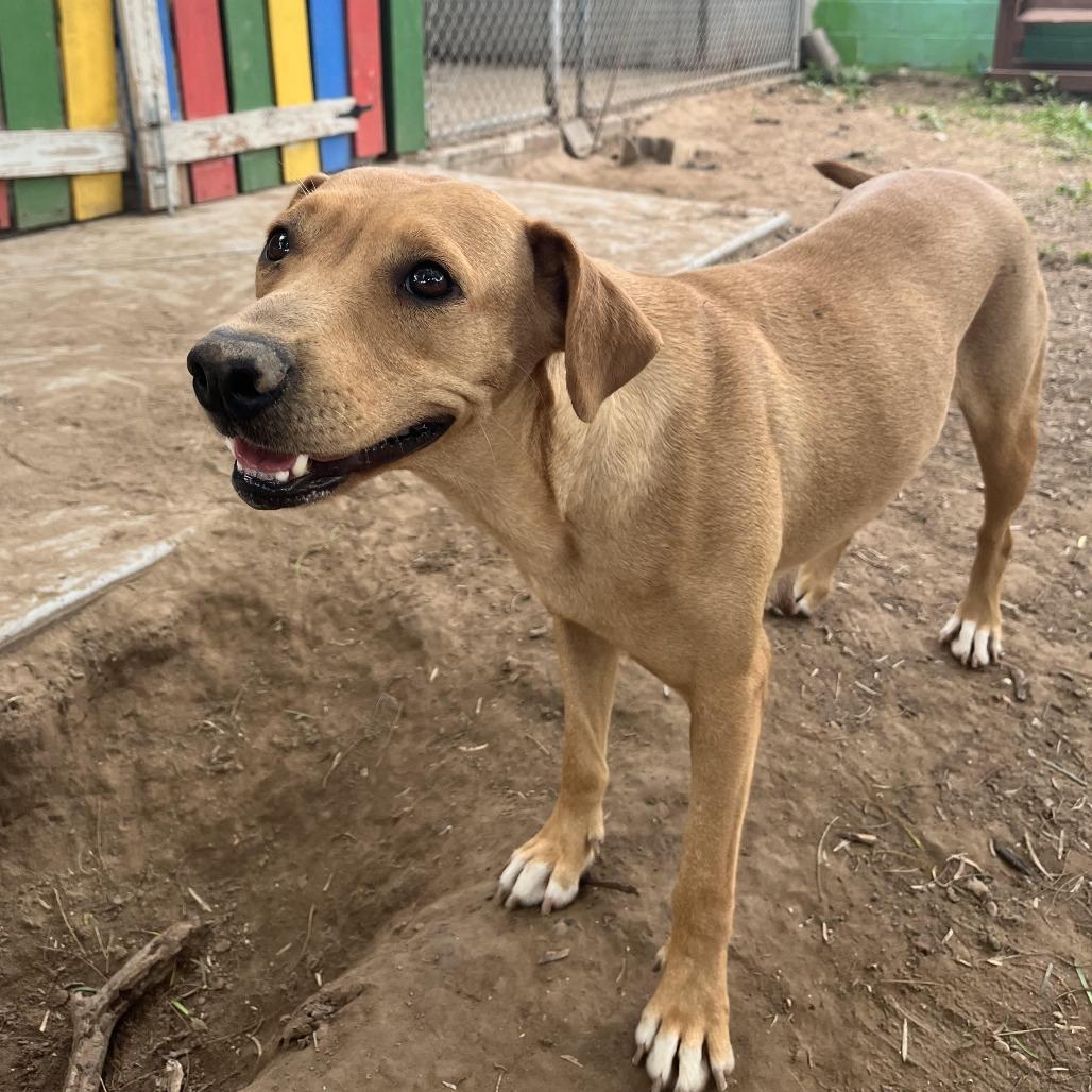 Ginger, Adoptable, Adult Female Labrador Retriever & Mixed Breed.