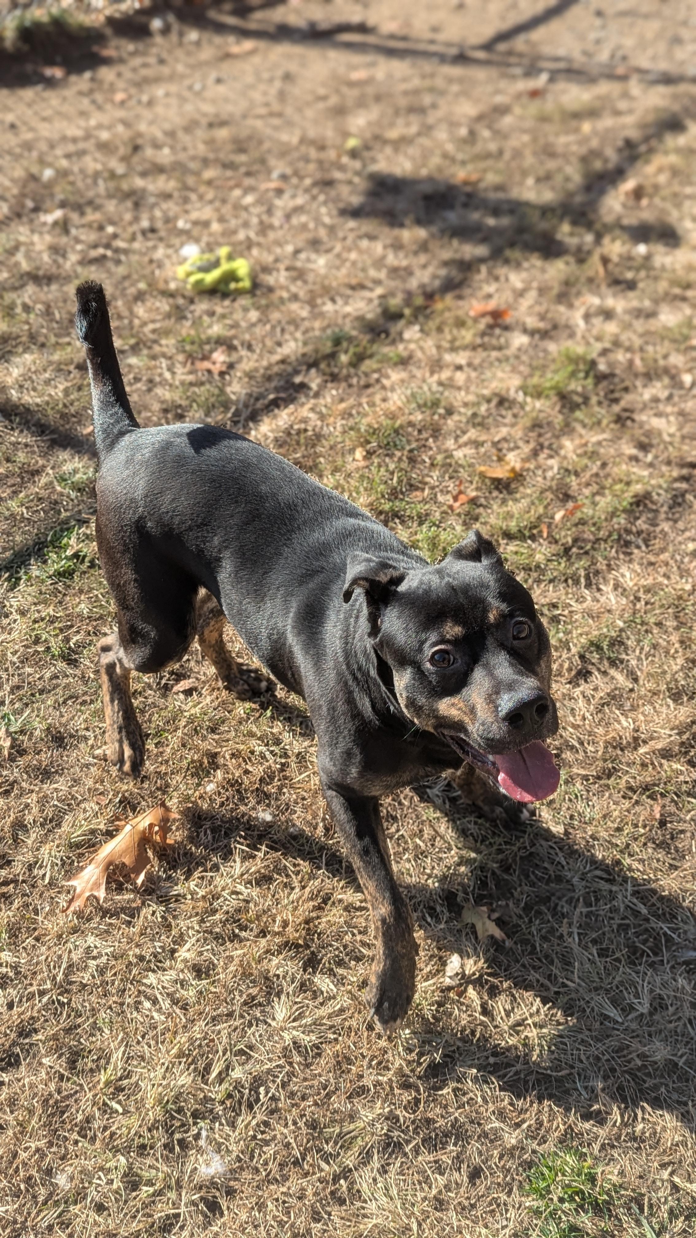 Enlarge Kobe, a Adoptable Mixed Breed in Benton Harbor, MI image 1/2