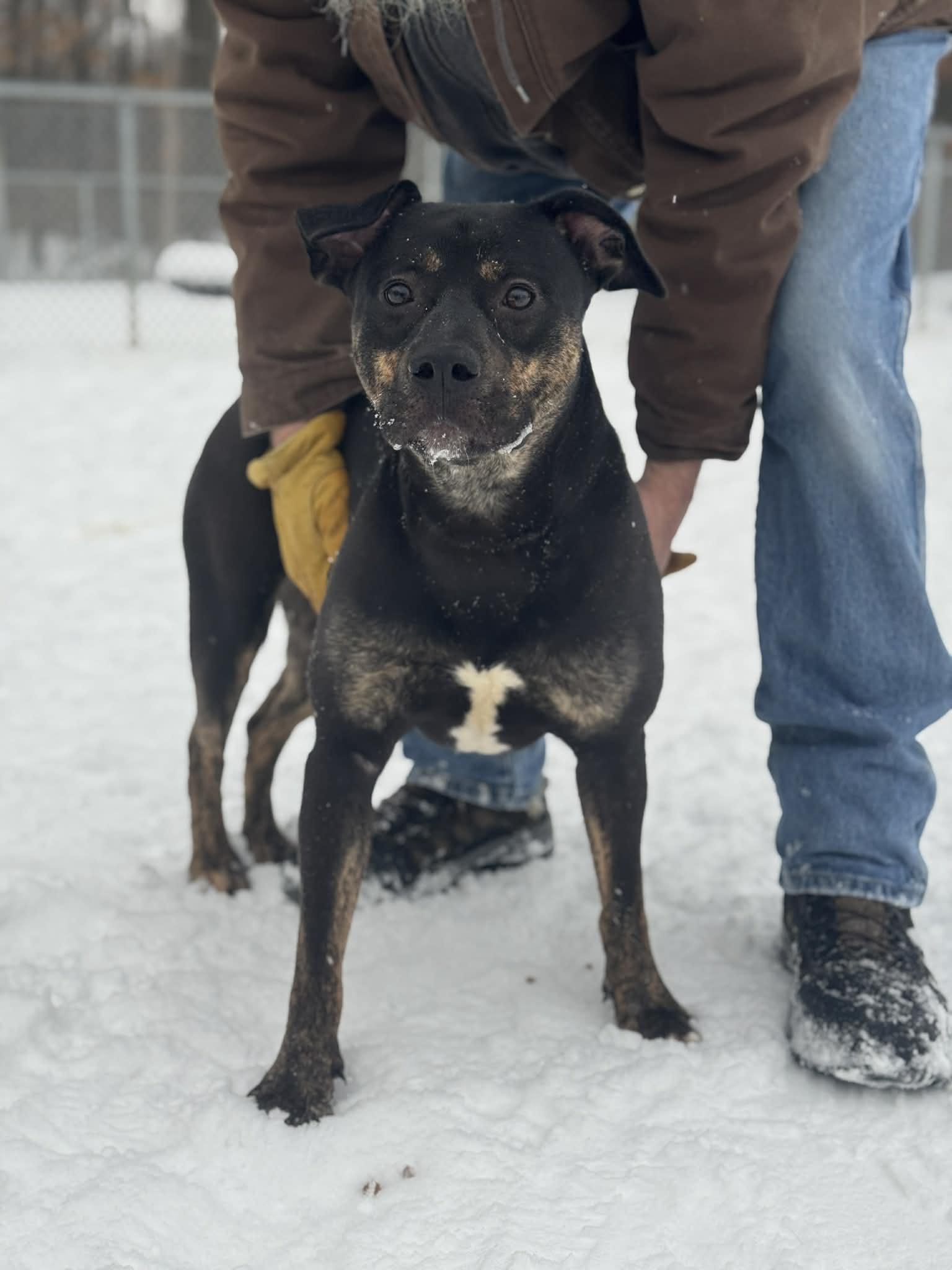 Enlarge Kobe, a Adoptable Mixed Breed in Benton Harbor, MI image 4/6