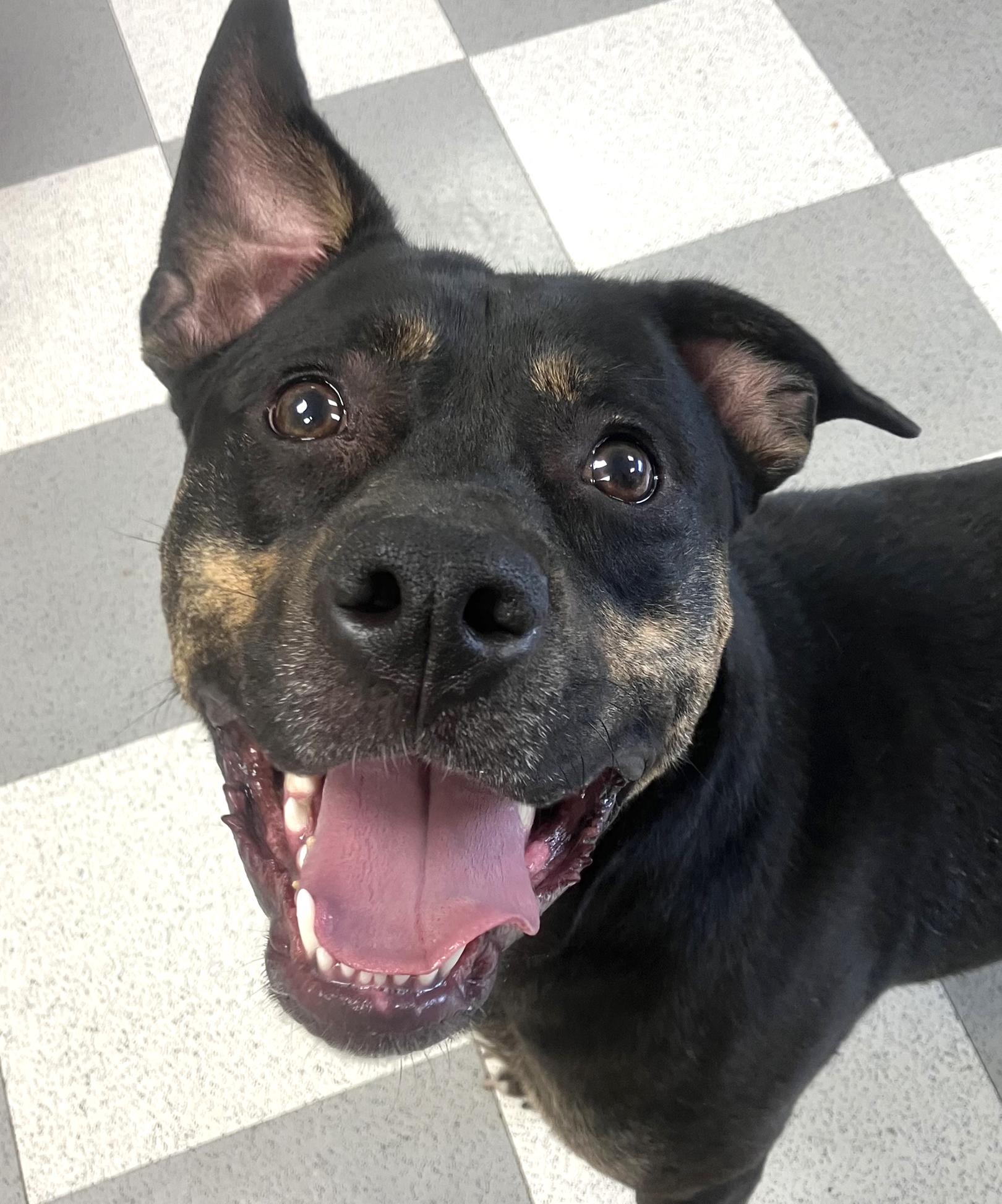 Enlarge Kobe, a Adoptable Mixed Breed in Benton Harbor, MI image 2/6