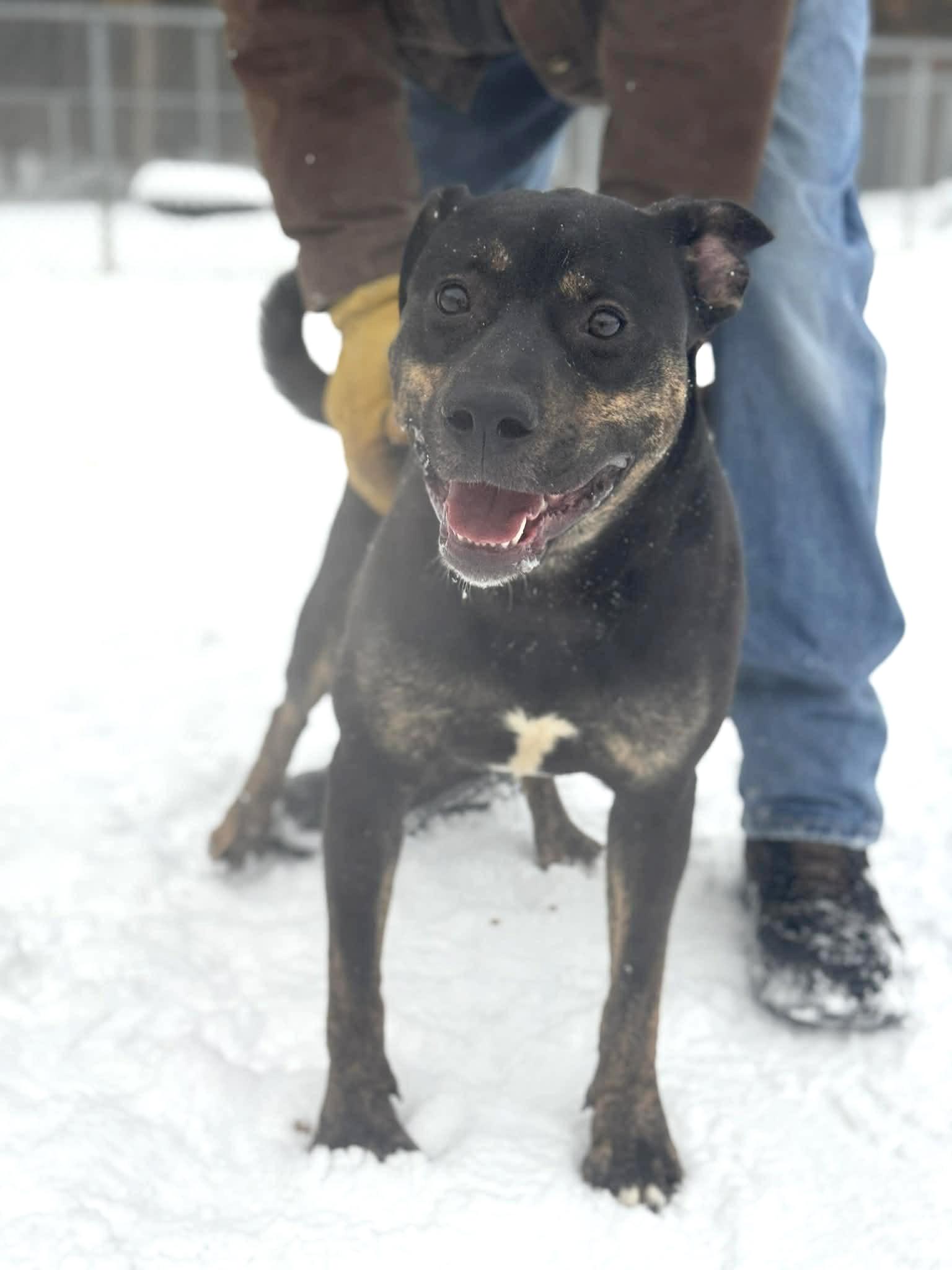 Enlarge Kobe, a Adoptable Mixed Breed in Benton Harbor, MI image 4/6