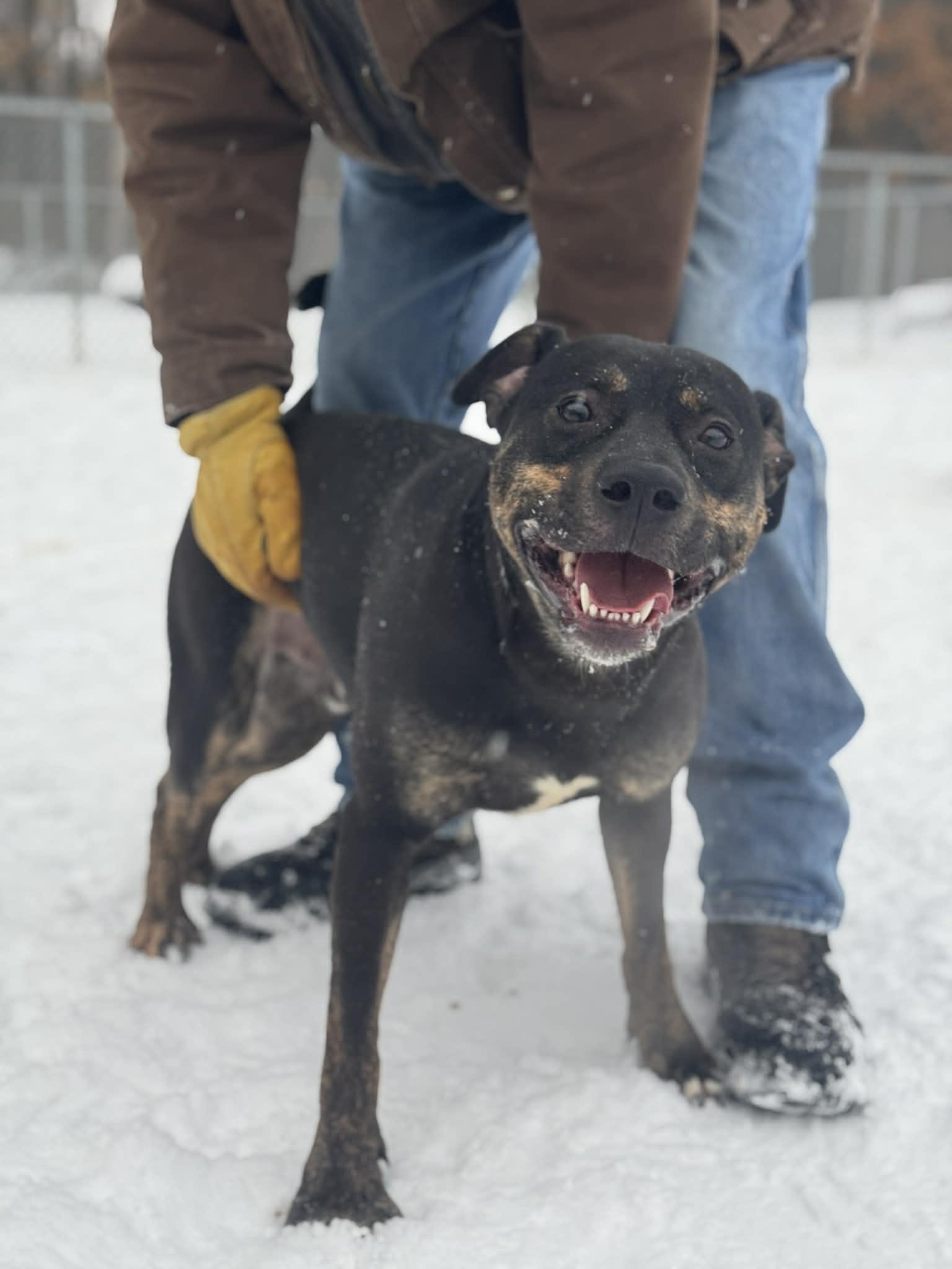 Enlarge Kobe, a Adoptable Mixed Breed in Benton Harbor, MI image 3/6