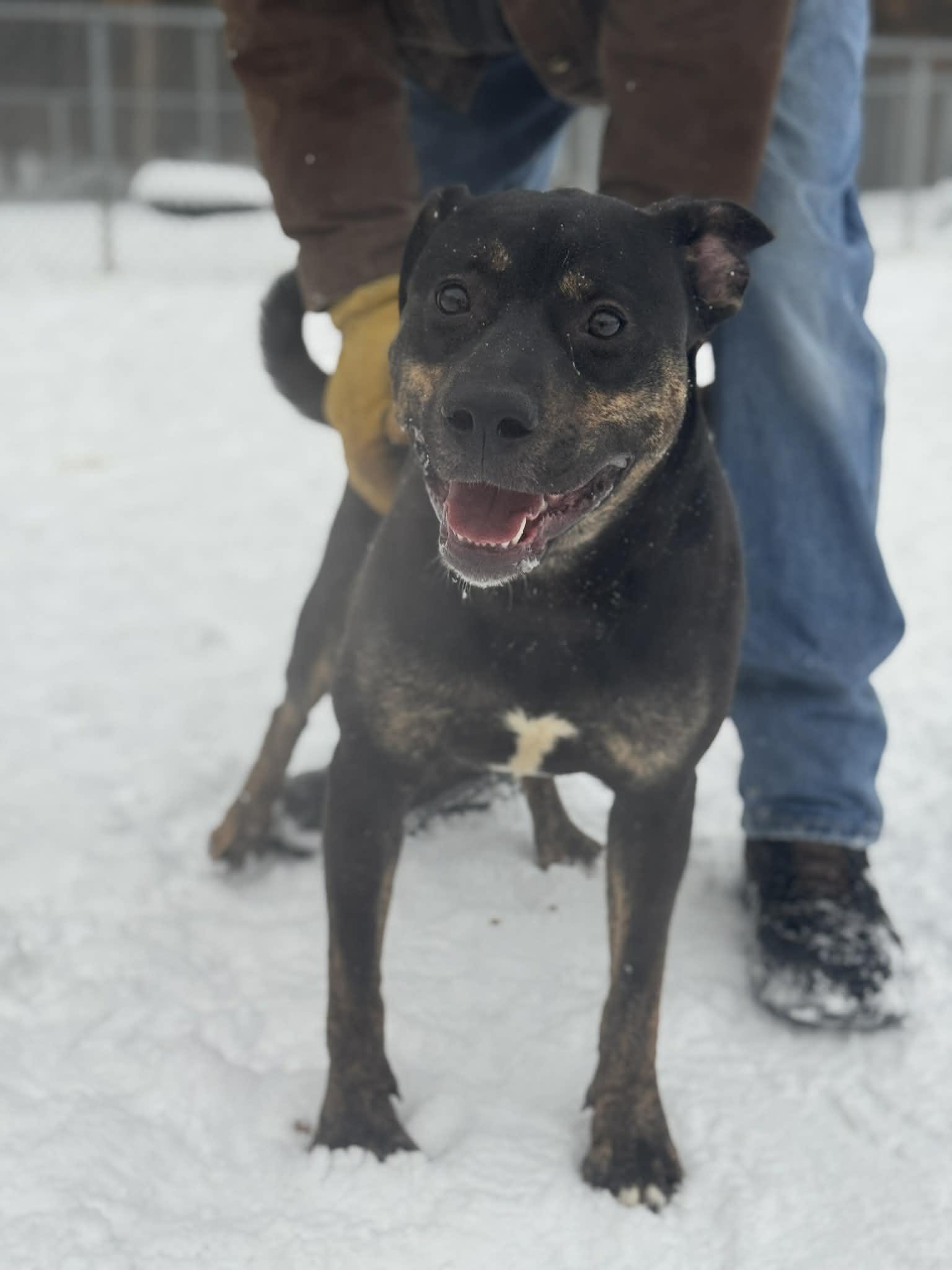 Enlarge Kobe, a Adoptable Mixed Breed in Benton Harbor, MI image 1/6