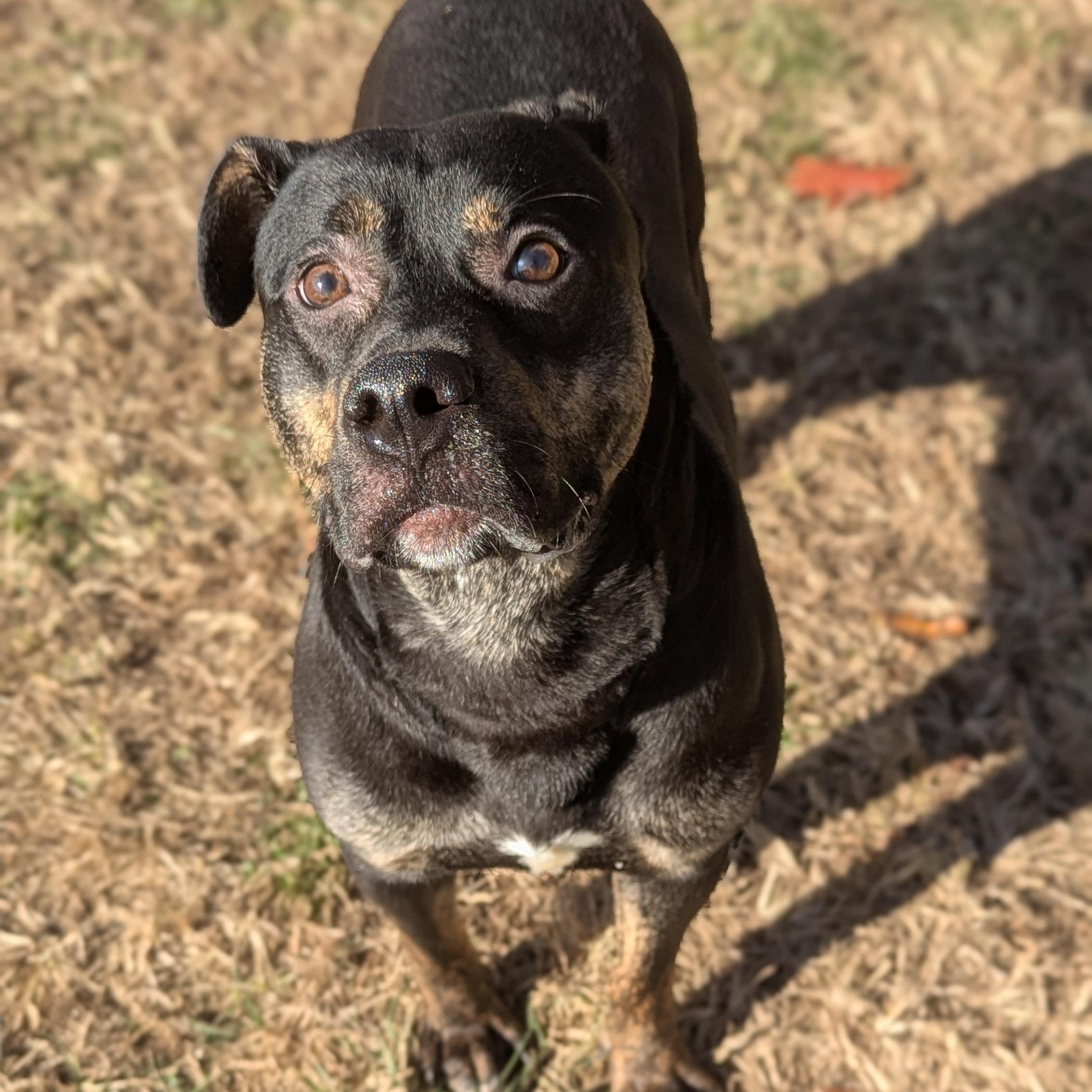Enlarge Kobe, a Adoptable Mixed Breed in Benton Harbor, MI image 2/2