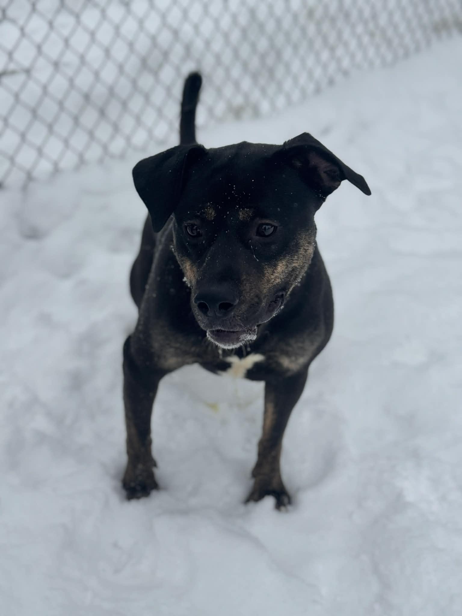 Enlarge Kobe, a Adoptable Mixed Breed in Benton Harbor, MI image 6/6