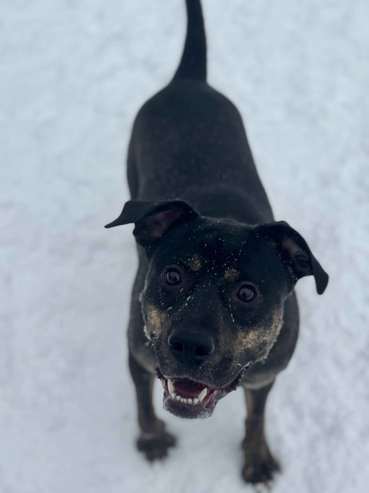 Enlarge Kobe, a Adoptable Mixed Breed in Benton Harbor, MI image 5/6