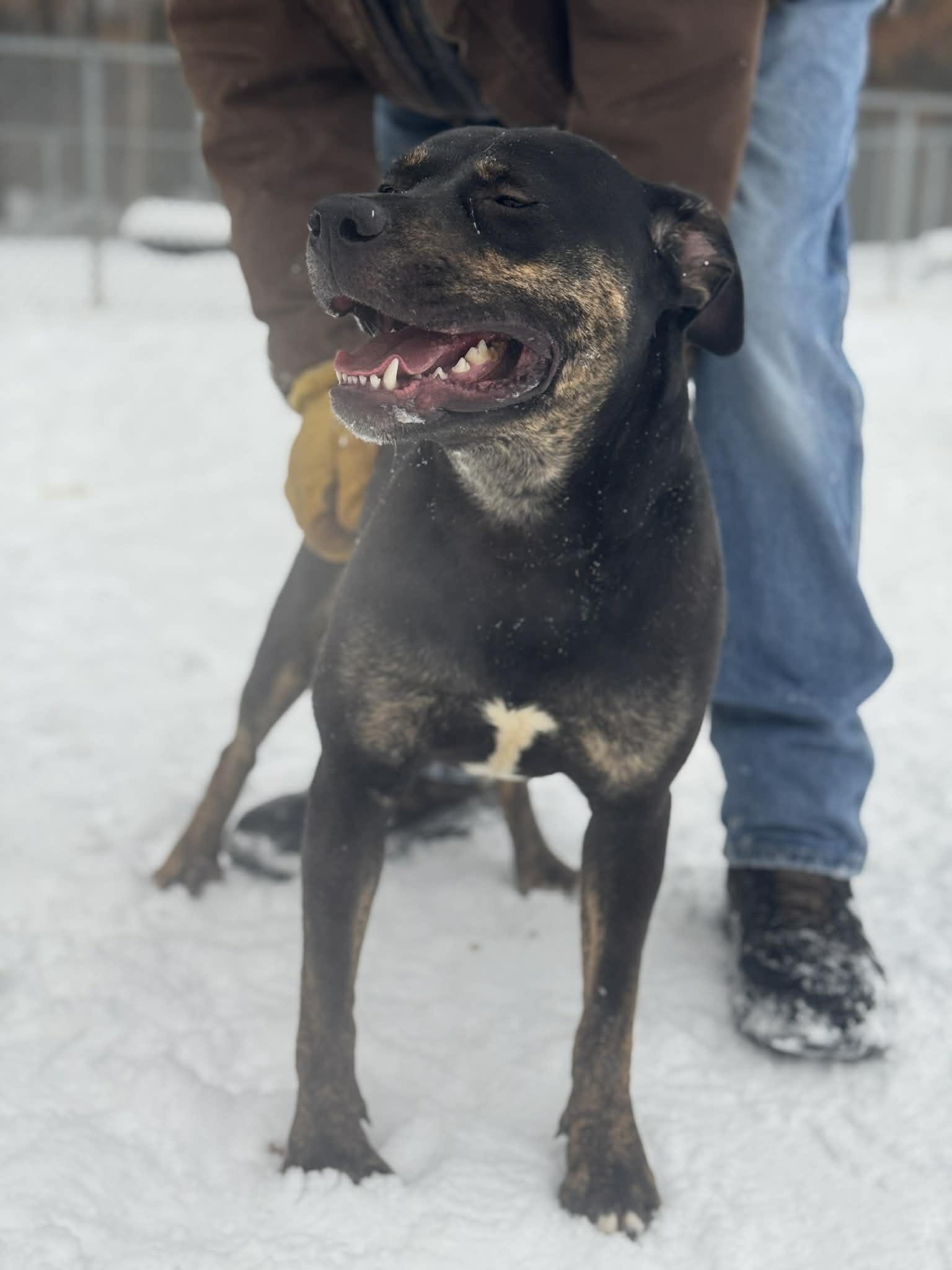 Enlarge Kobe, a Adoptable Mixed Breed in Benton Harbor, MI image 2/6