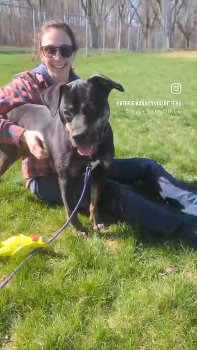 Enlarge Kobe, a Adoptable Mixed Breed in Benton Harbor, MI video 2/6