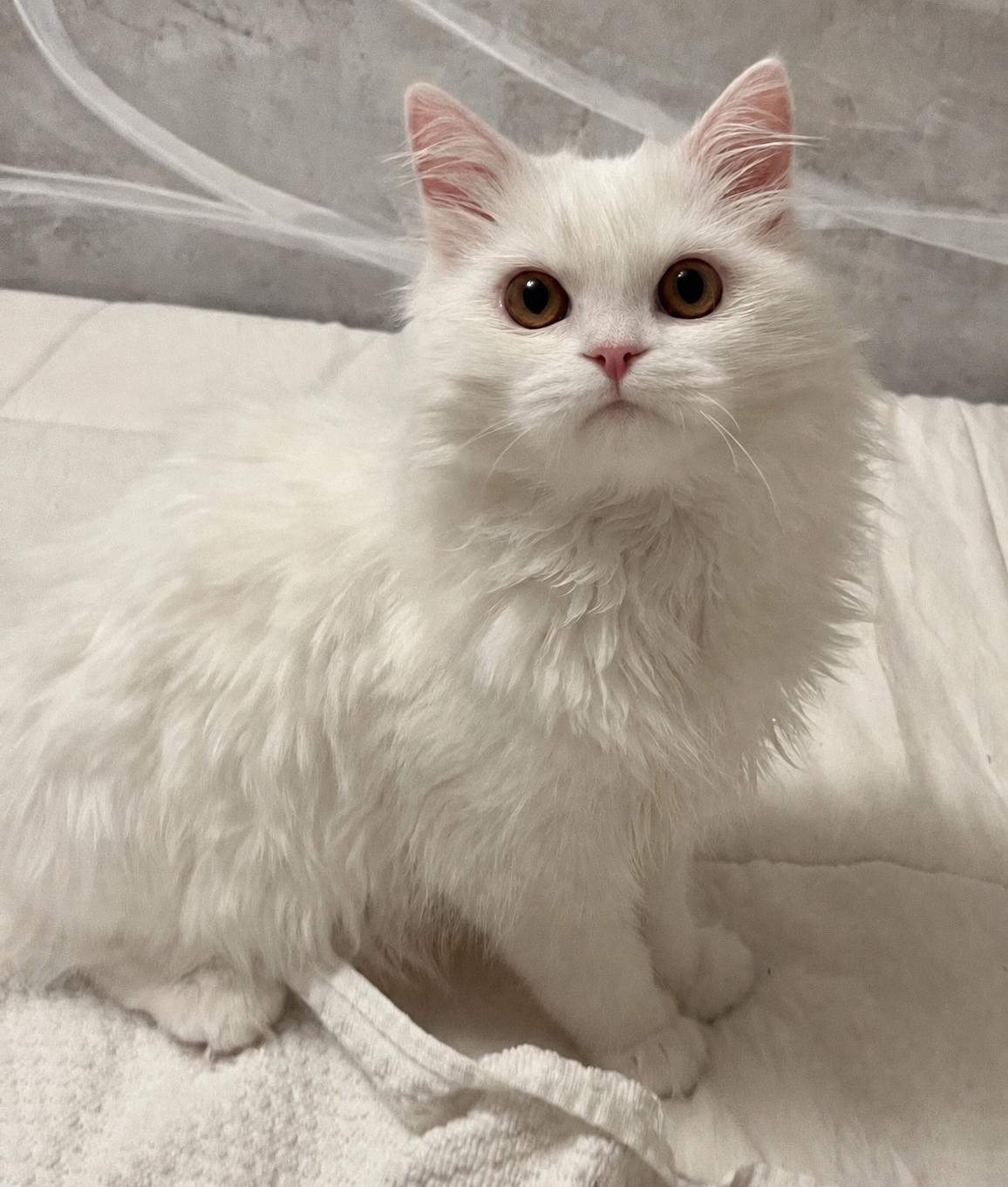 Snow, an adopted Persian in Allentown, NJ image 1/4