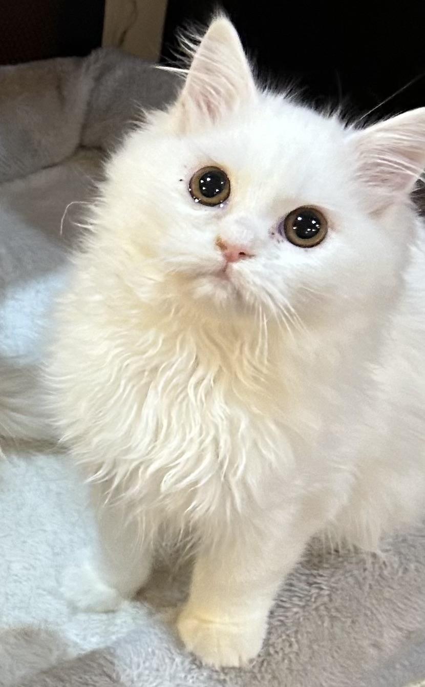 Snow, an adopted Persian in Allentown, NJ image 3/4