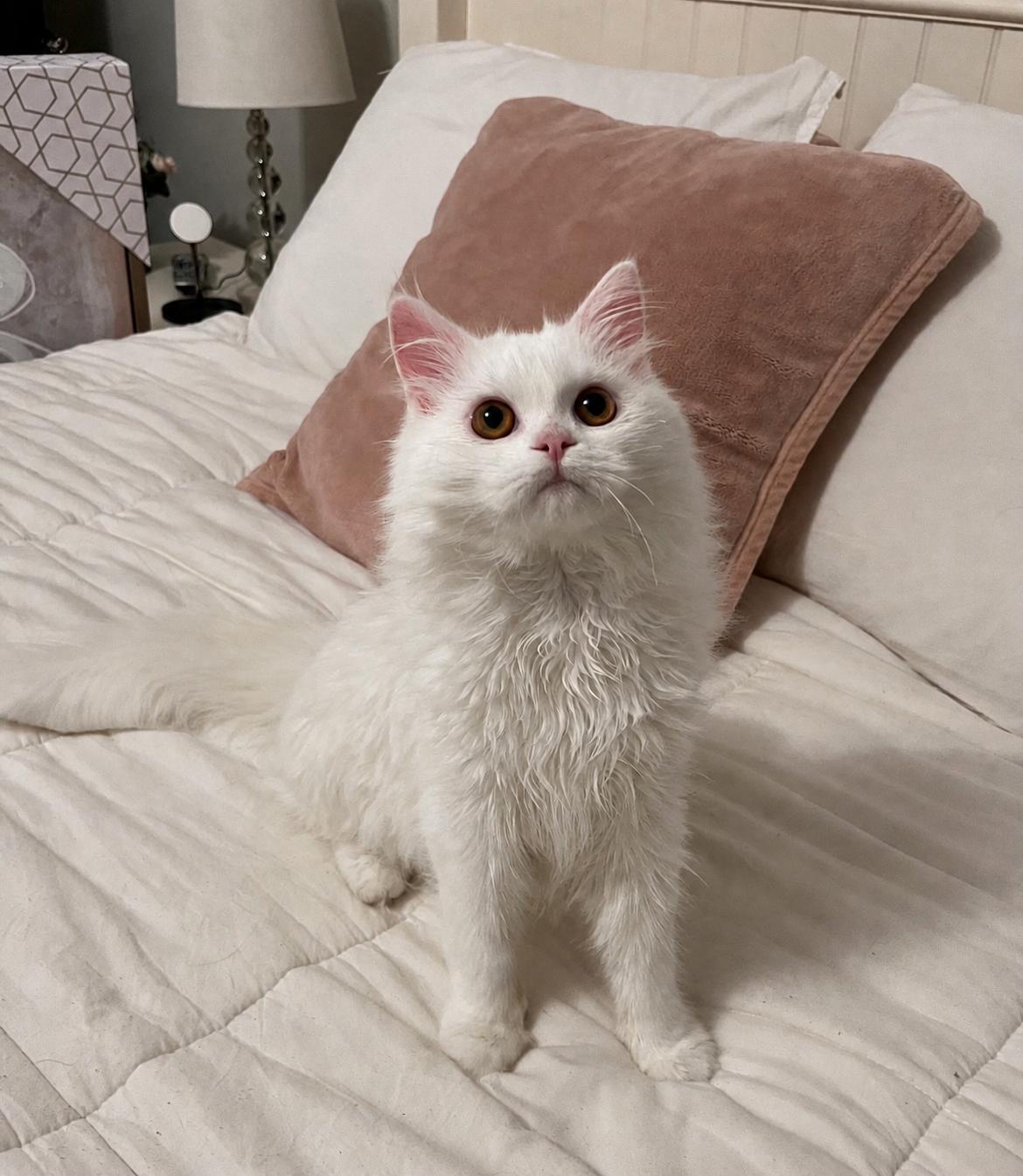 Snow, an adopted Persian in Allentown, NJ image 2/4