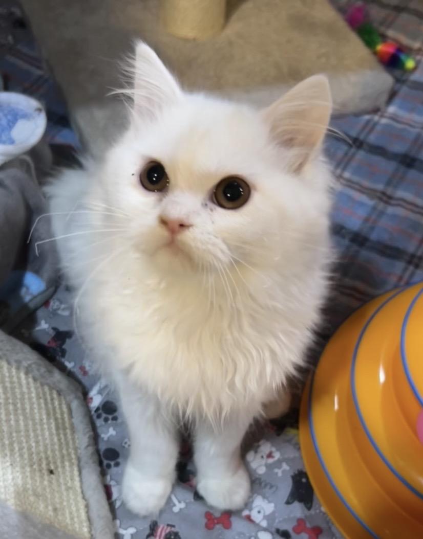 Snow, an adopted Persian in Allentown, NJ image 4/4