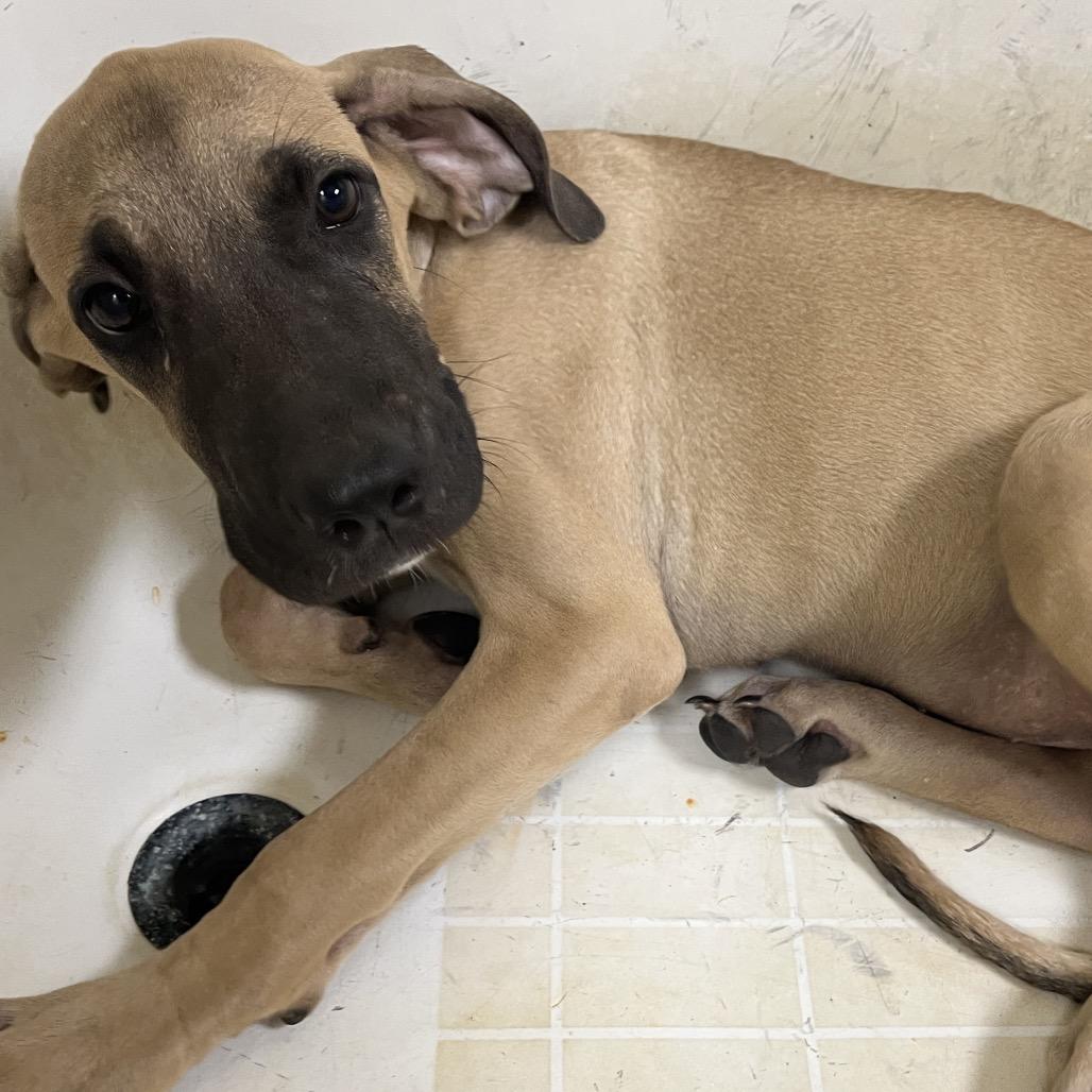 Pluto, Adoptable, Puppy Male Cane Corso & Mixed Breed.