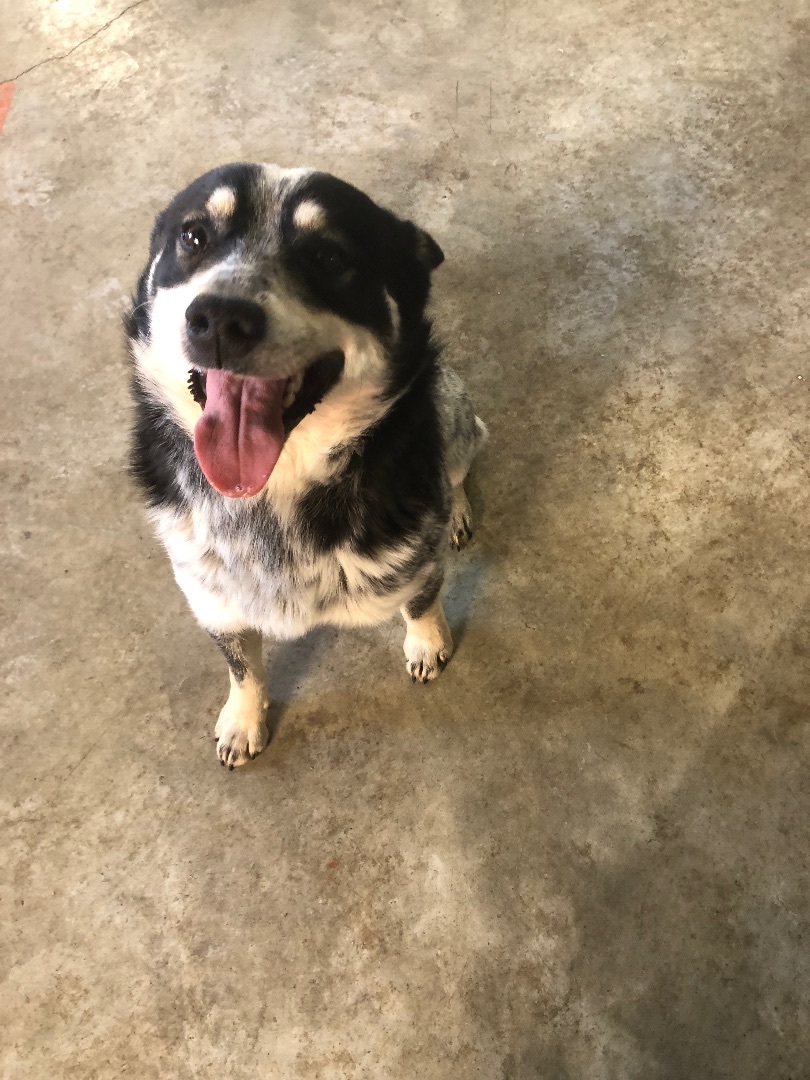 Ranger, Adopted, Young Male Australian Cattle Dog / Blue Heeler.