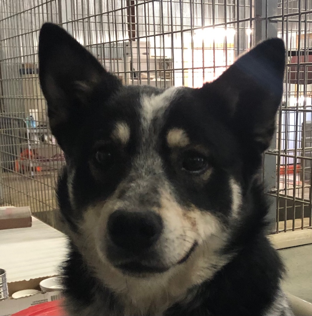 Ranger, a Adopted Australian Cattle Dog / Blue Heeler in O'Fallon, MO image 2/2