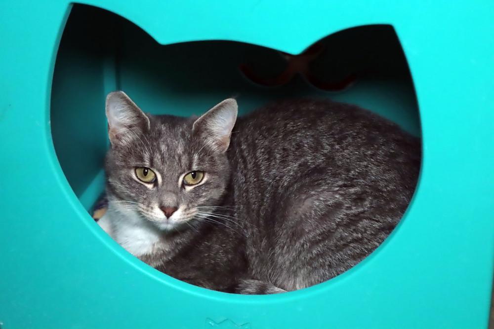 Oba, Adoptable, Young Female Domestic Short Hair.