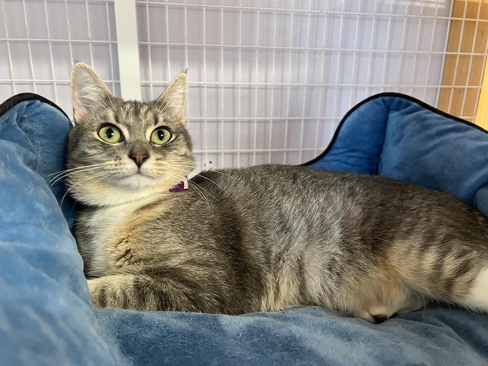 Enlarge Oba, a Adoptable mixed breed in Vancouver, WA image 3/3