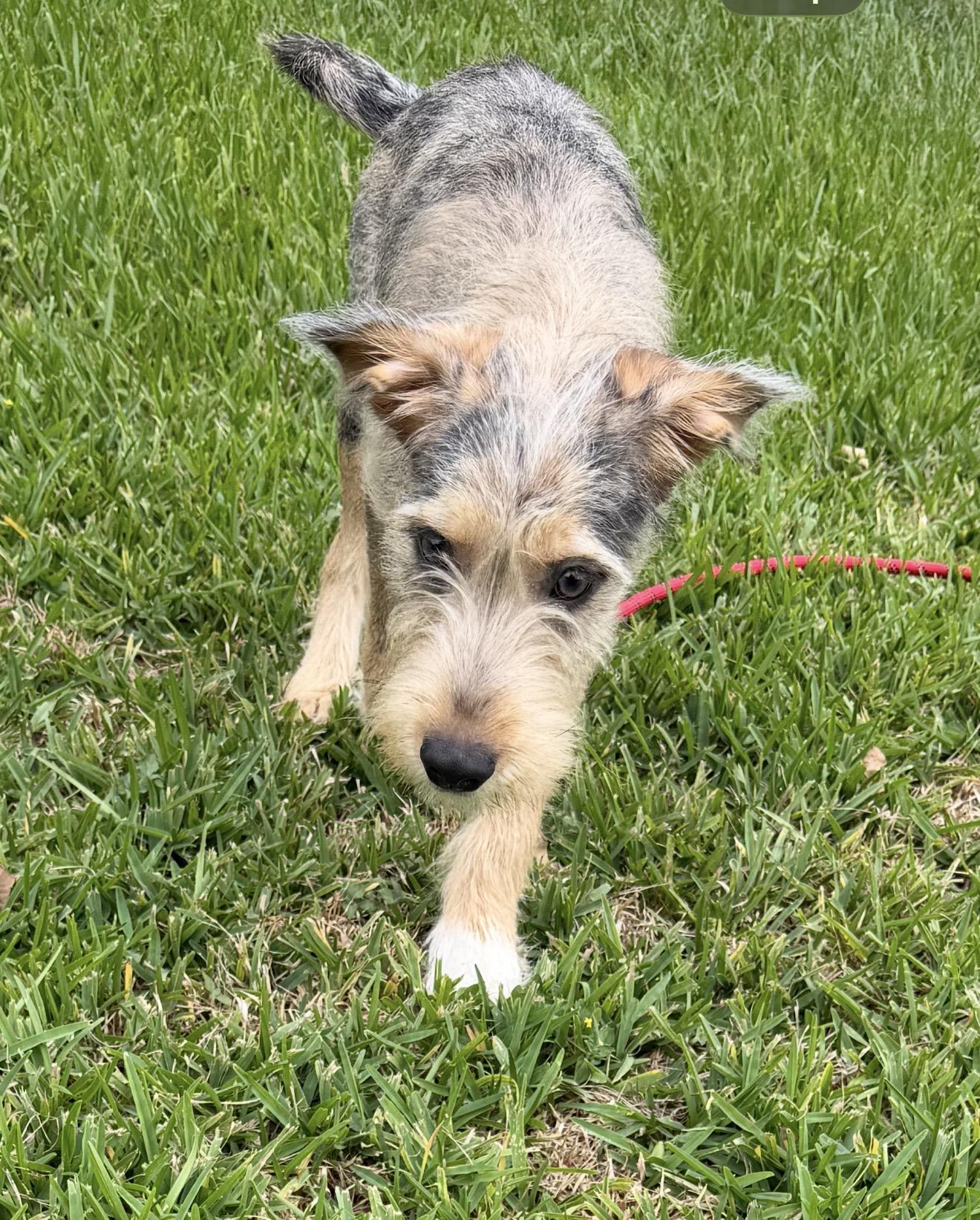 Drake, Adoptable, Young Male Border Terrier.