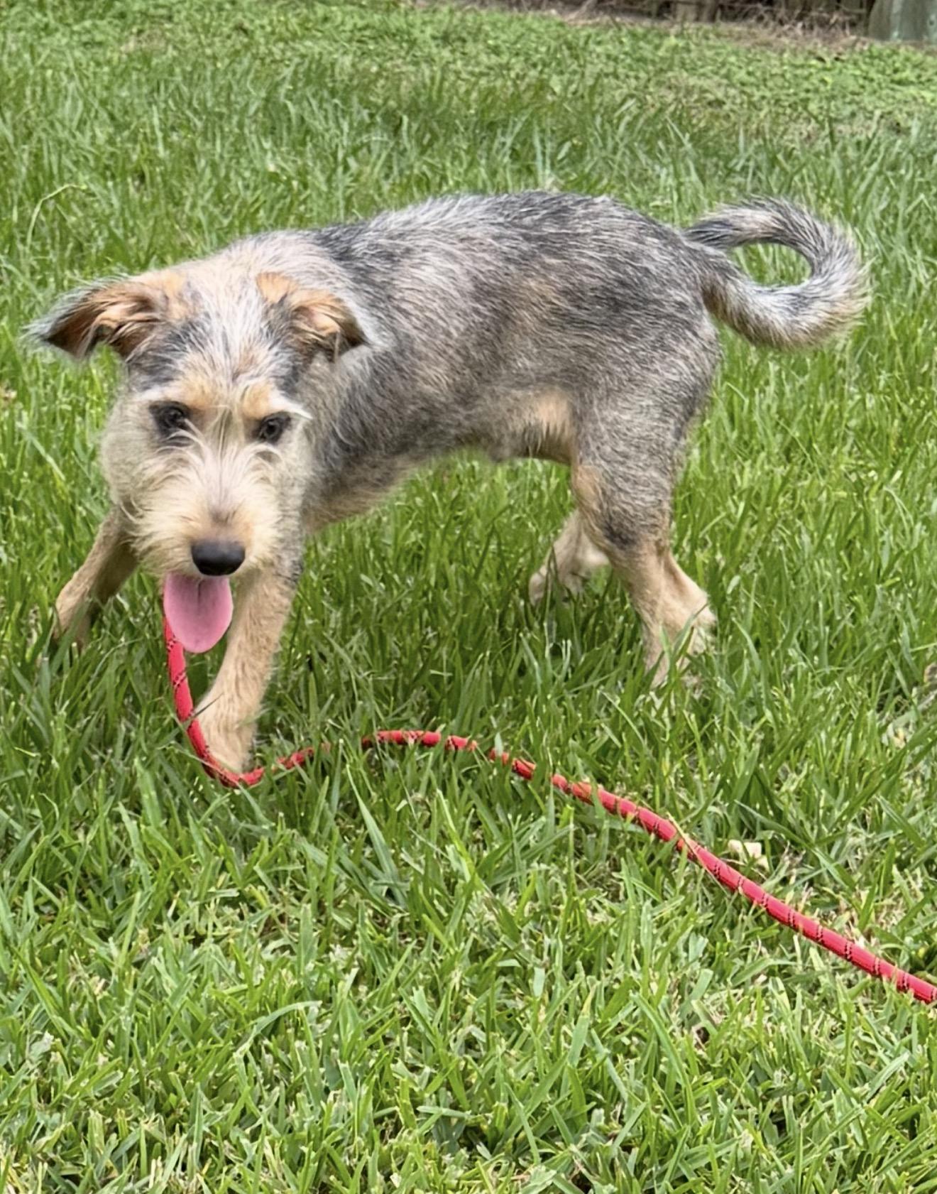 Enlarge Drake, a Adoptable mixed breed in Westerly, RI image 2/3