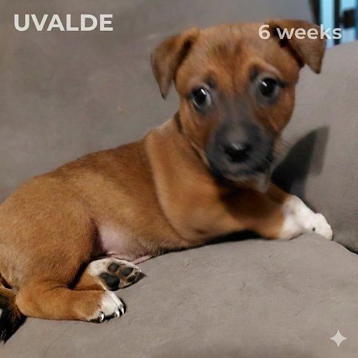 Uvalde PF — thumbnail 2