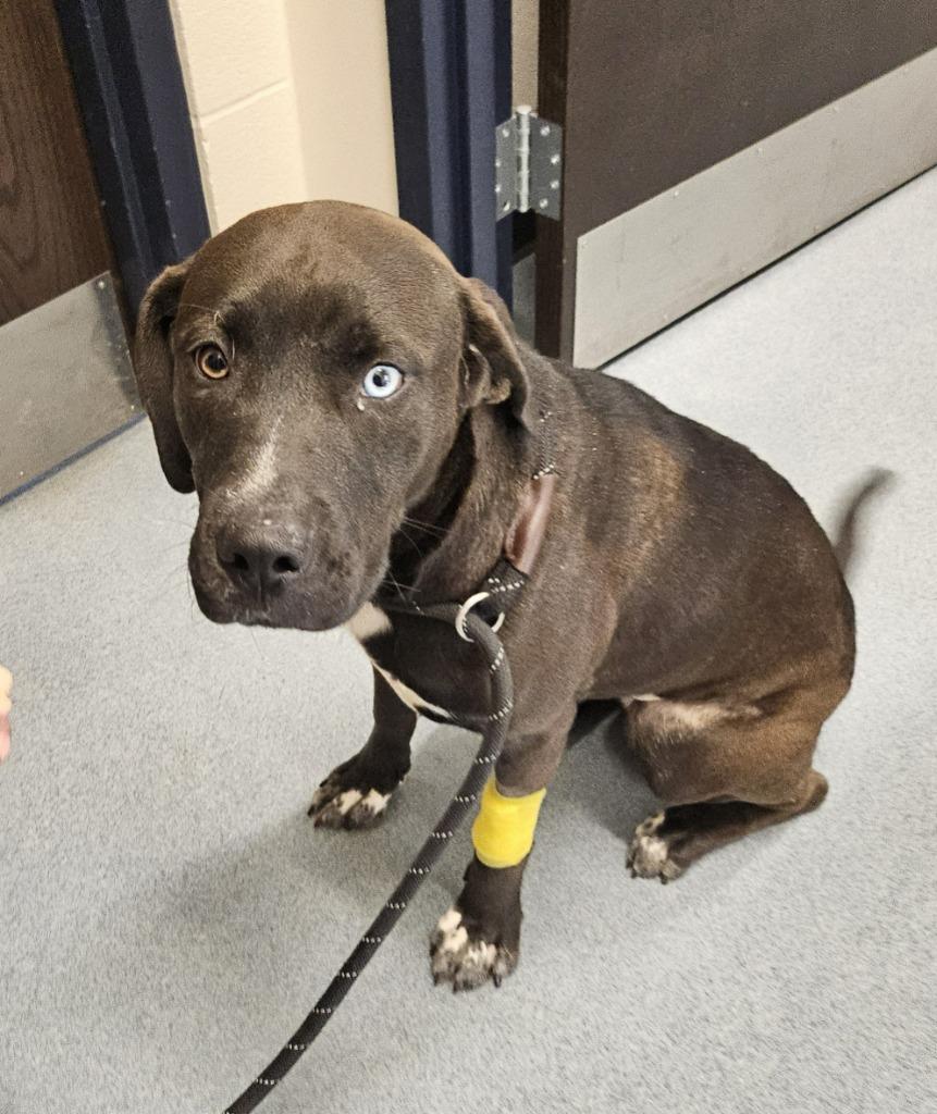 Valentine, Adoptable, Adult Female Labrador Retriever & Mixed Breed.