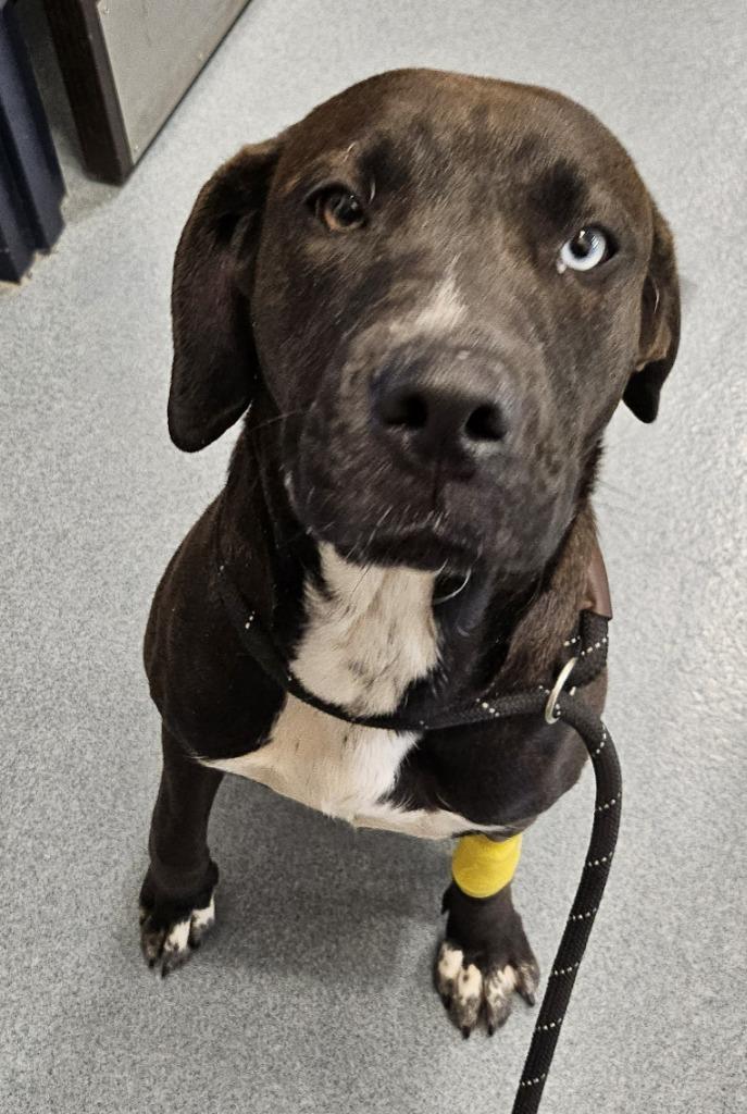 Enlarge Valentine, a Adoptable mixed breed in Portland, IN image 4/5