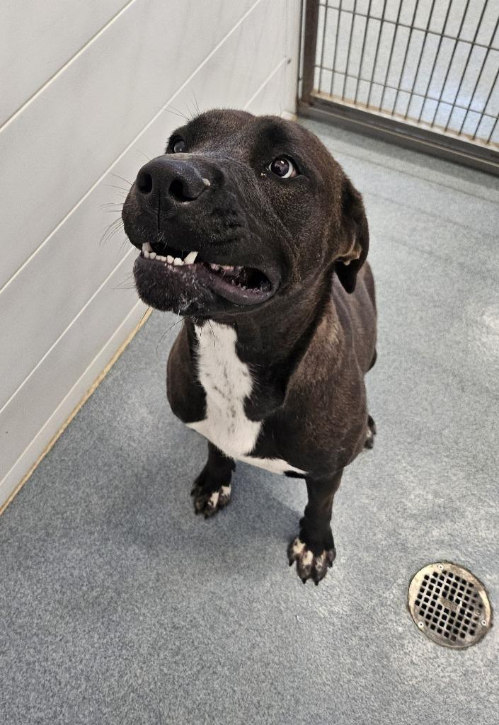 Valentine, a Adoptable mixed breed in Portland, IN image 3/5