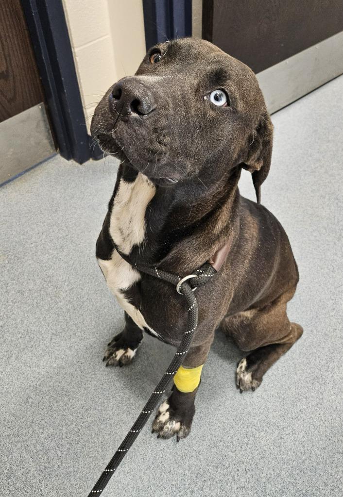 Valentine, a Adoptable mixed breed in Portland, IN image 4/5