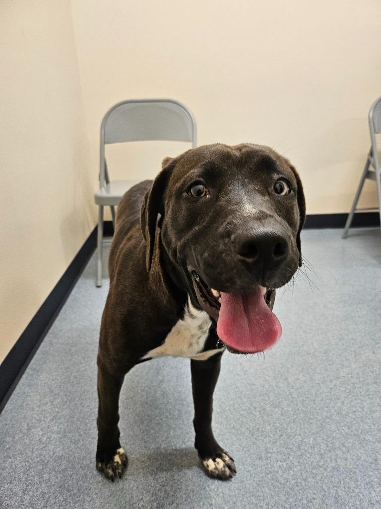 Enlarge Valentine, a Adoptable mixed breed in Portland, IN image 5/5