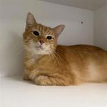 Garfield photo