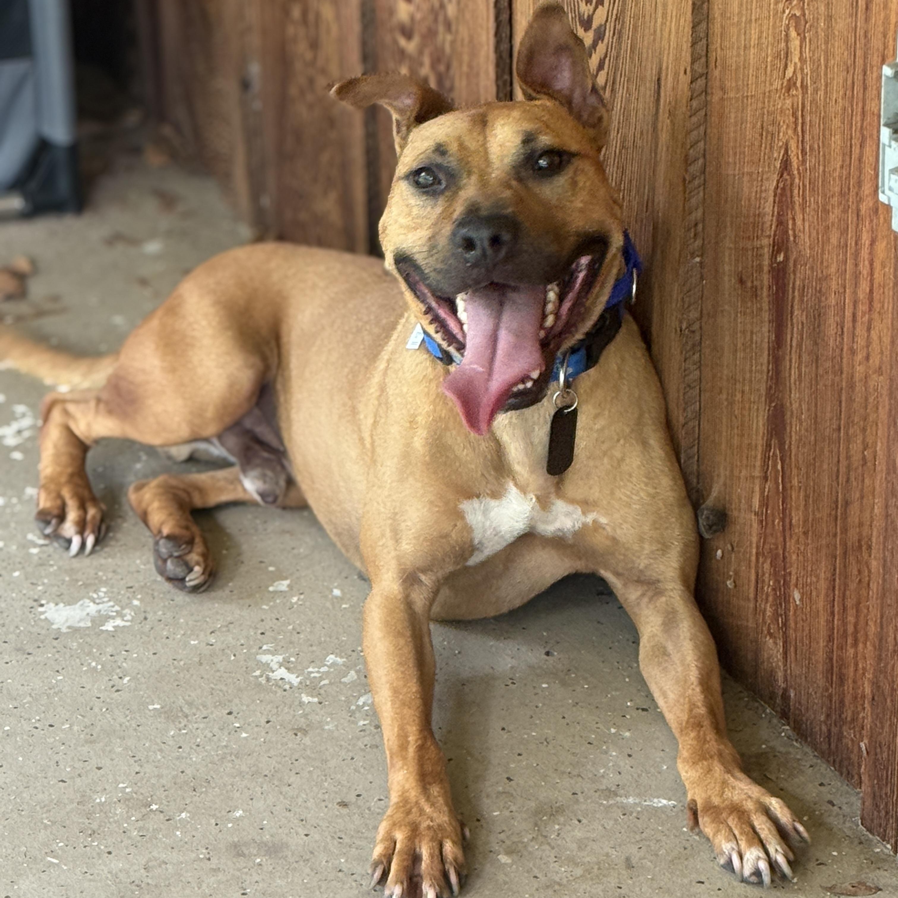 Cheese, a ADOPTABLE American Staffordshire Terrier in Deltona, FL image 4/6