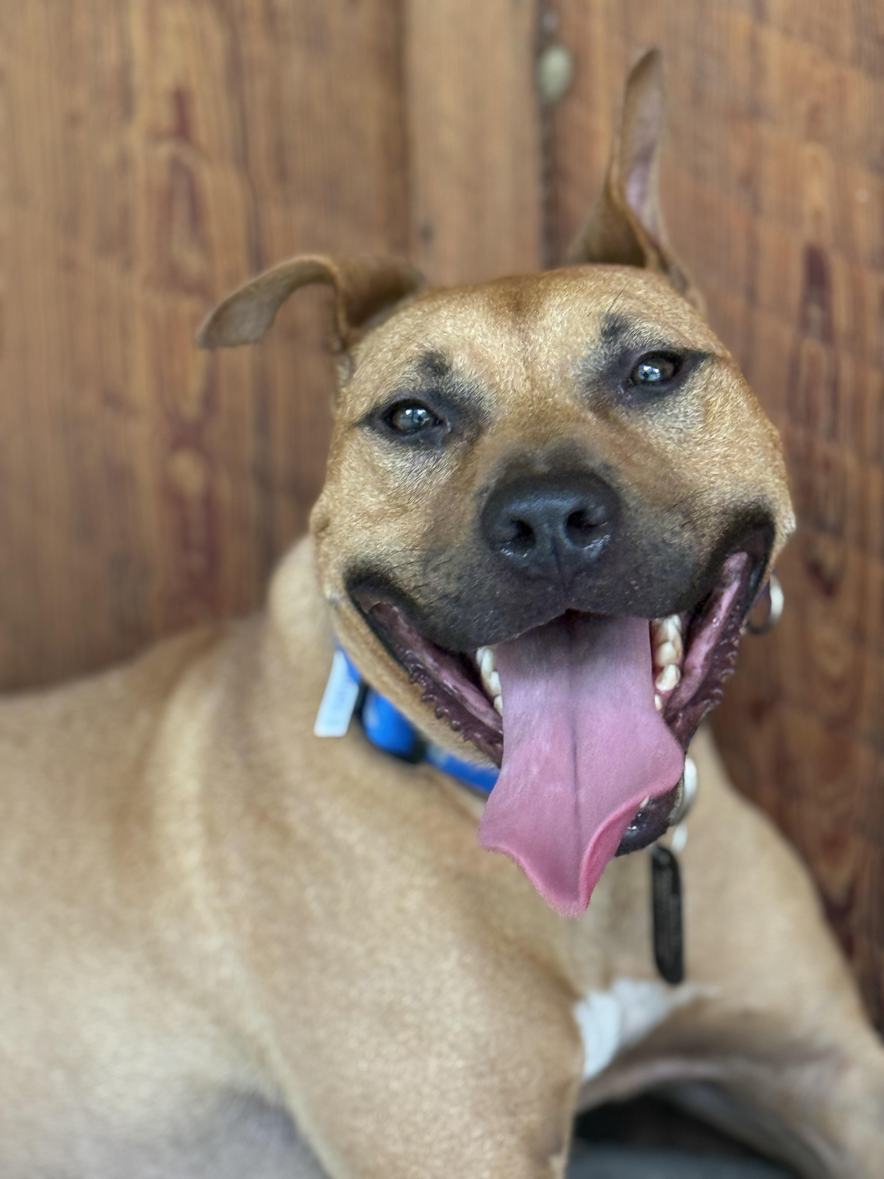 Cheese, a ADOPTABLE American Staffordshire Terrier in Deltona, FL image 2/6