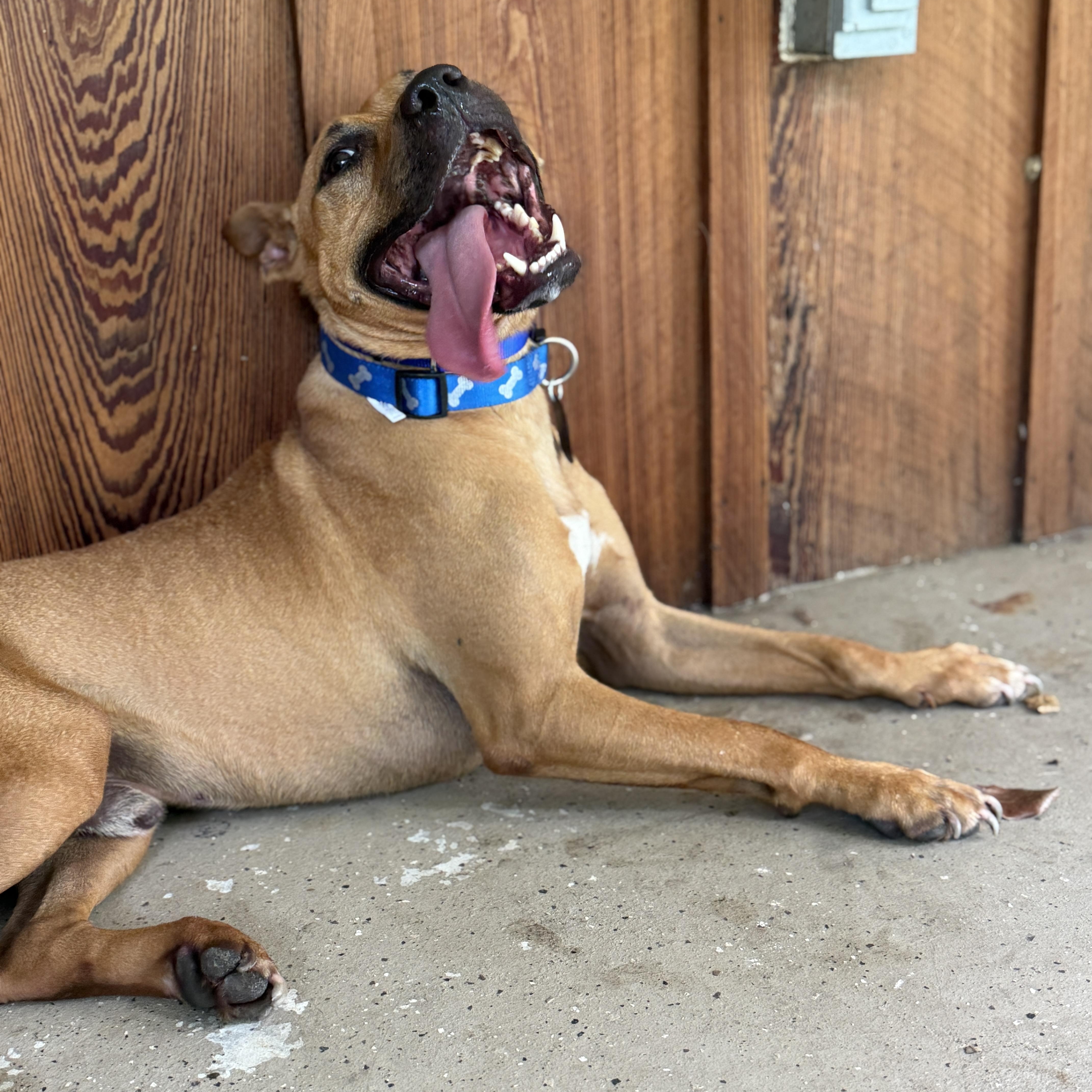 Cheese, a ADOPTABLE American Staffordshire Terrier in Deltona, FL image 6/6