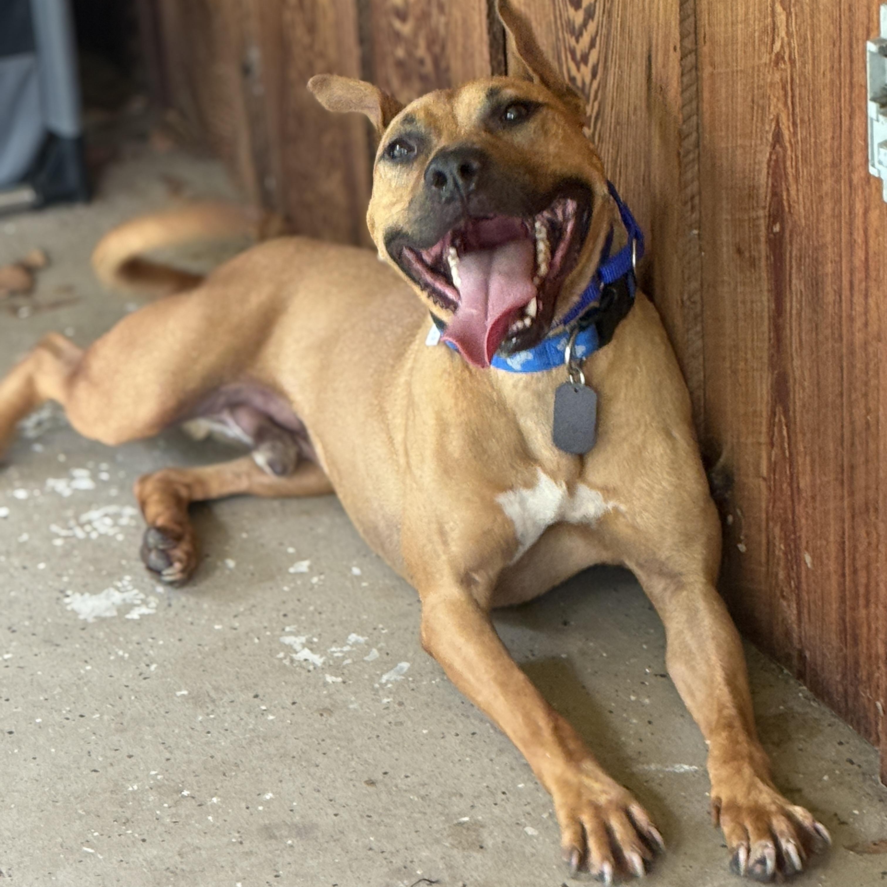 Cheese, ADOPTABLE, Adult Male American Staffordshire Terrier.