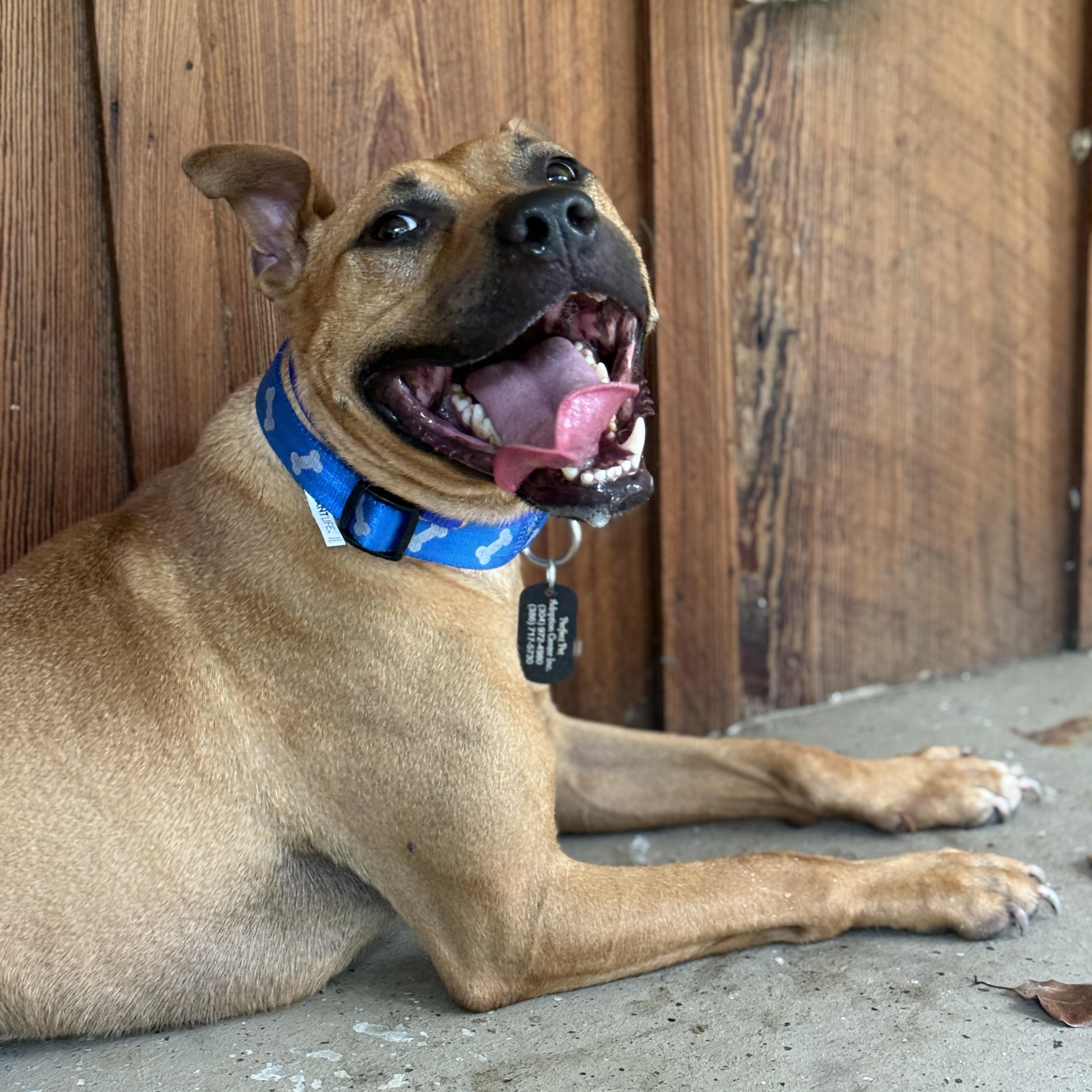 Cheese, a ADOPTABLE American Staffordshire Terrier in Deltona, FL image 3/6