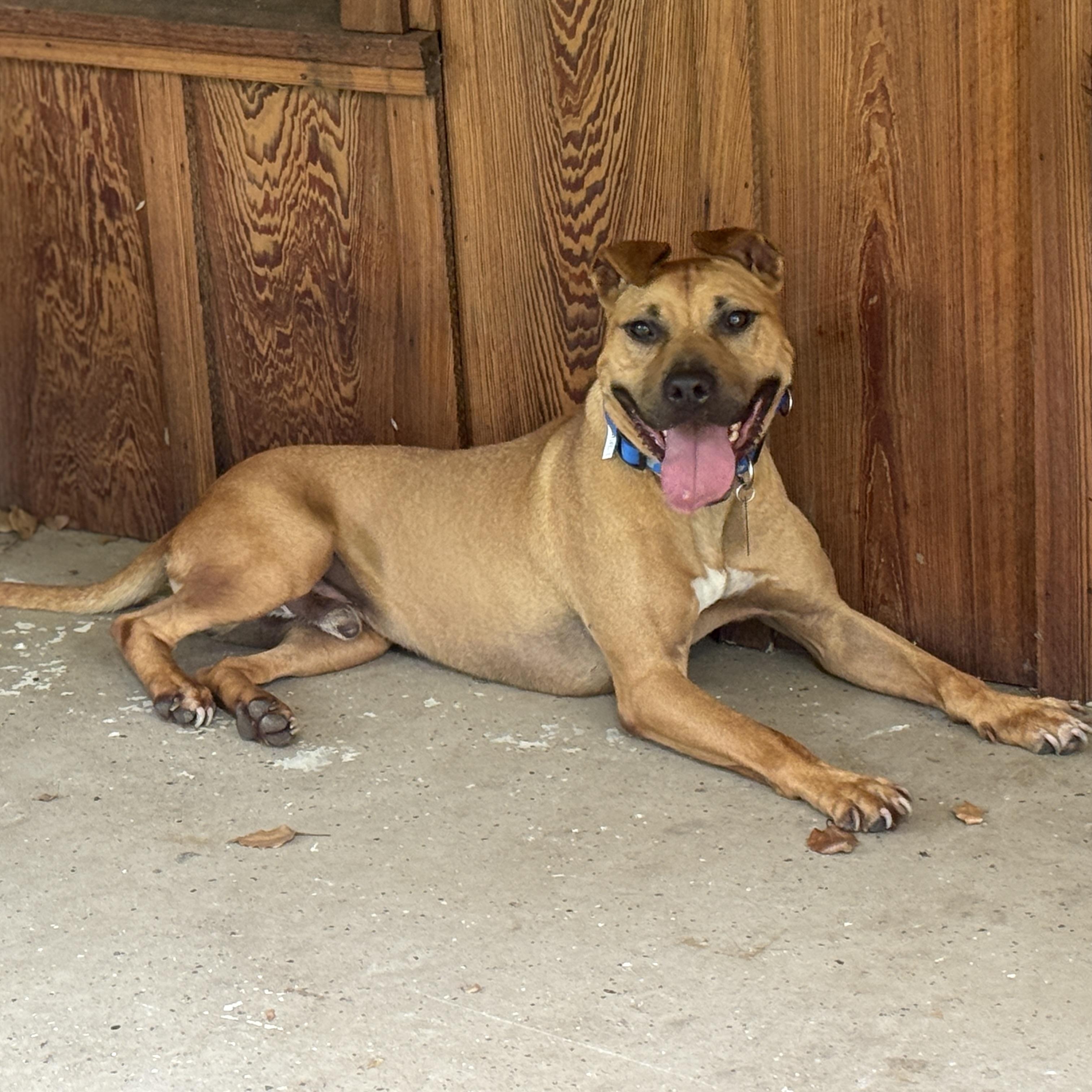 Cheese, a ADOPTABLE American Staffordshire Terrier in Deltona, FL image 5/6