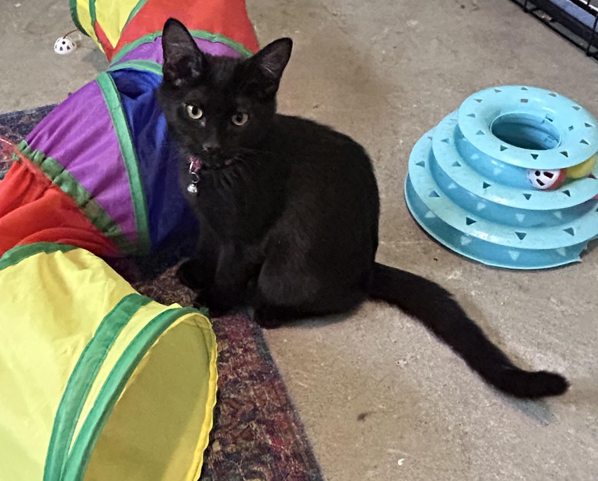 Prue, ADOPTABLE, Kitten Female Domestic Short Hair.