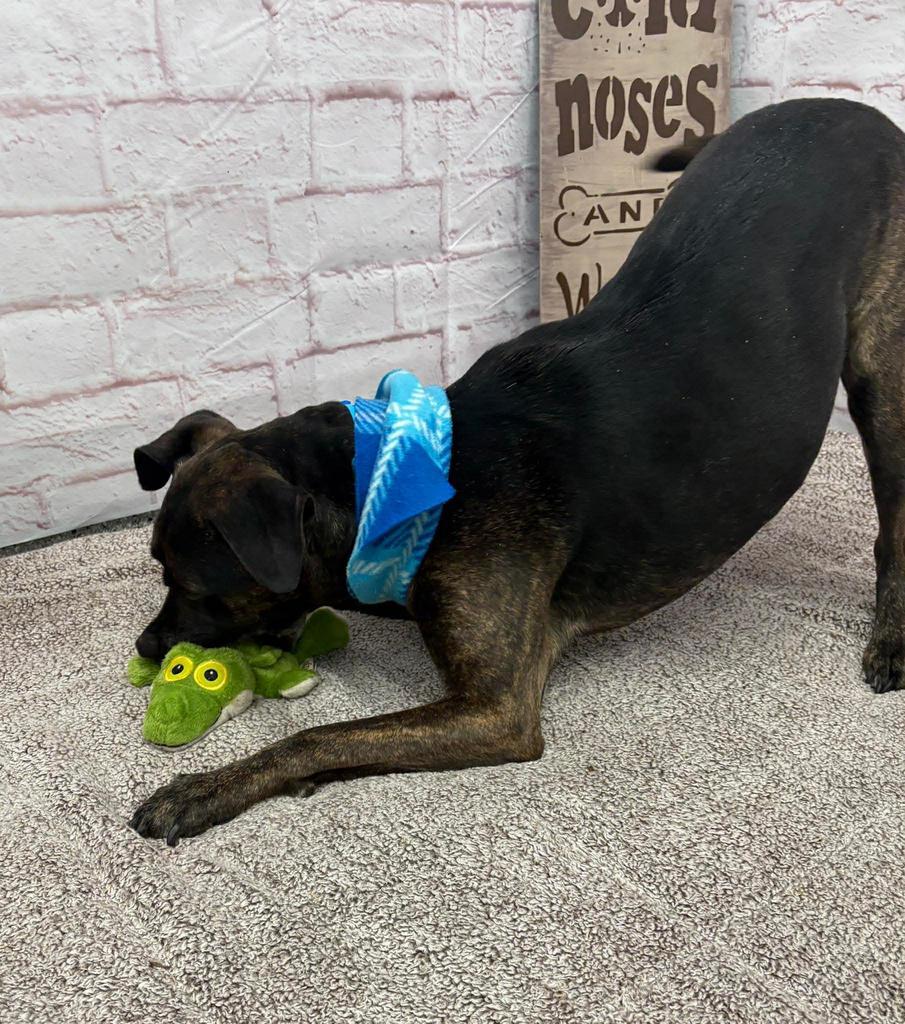 Enlarge Jake, a Adoptable mixed breed in Detroit, MI image 1/5