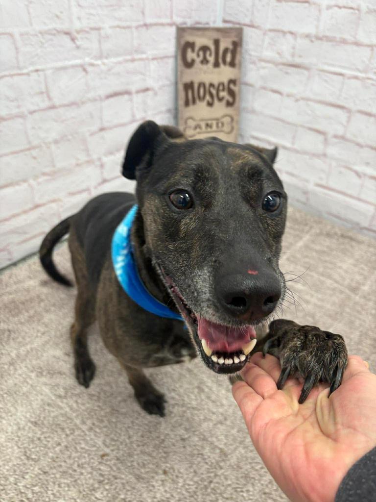 Enlarge Jake, a Adoptable mixed breed in Detroit, MI image 2/5