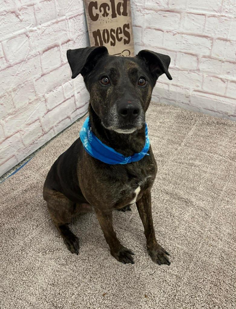 Enlarge Jake, a Adoptable mixed breed in Detroit, MI image 3/5