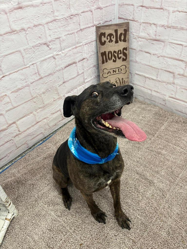 Enlarge Jake, a Adoptable mixed breed in Detroit, MI image 4/5