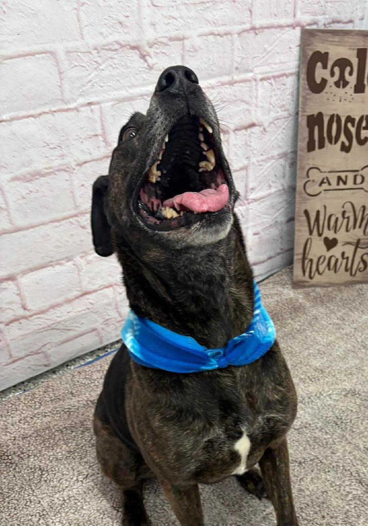 Enlarge Jake, a Adoptable mixed breed in Detroit, MI image 5/5