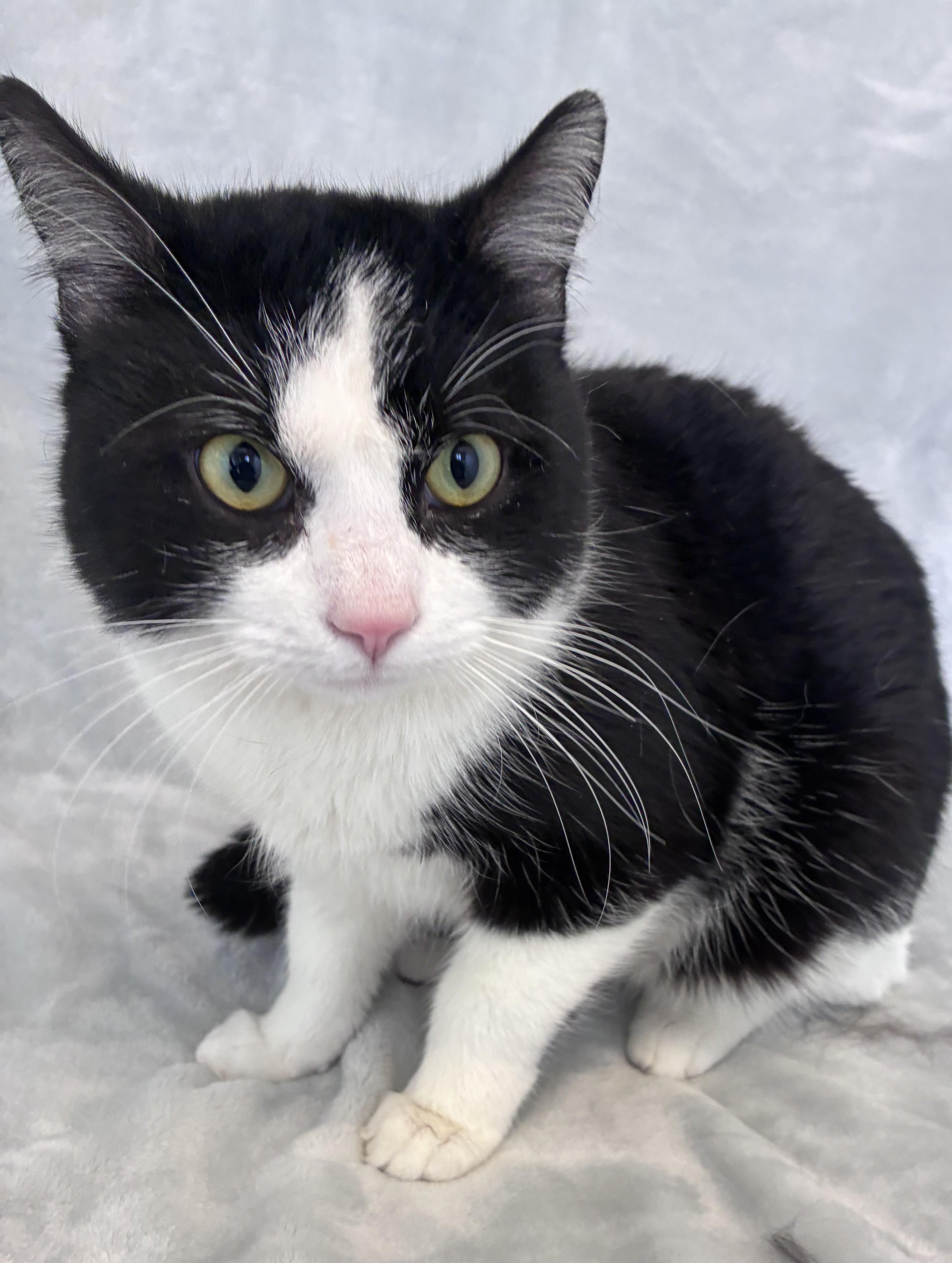 Victor , ADOPTABLE, Young Male Domestic Short Hair.