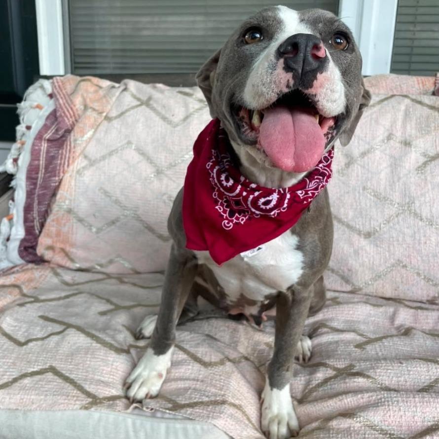 Cookie, a Adoptable Pit Bull Terrier in Starkville, MS image 4/6